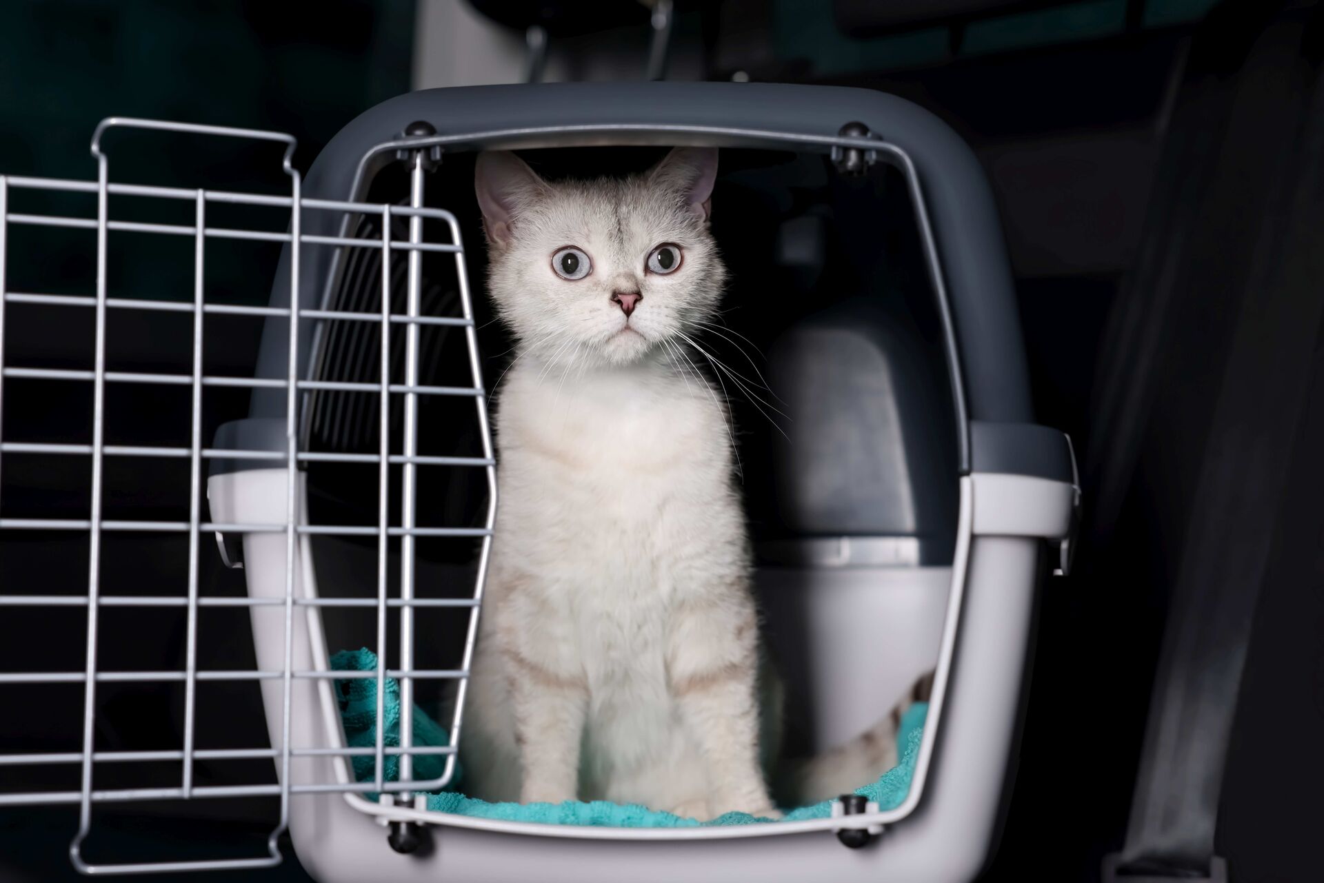 Eine weiße Katze sitzt in einer Transportbox im Auto. 