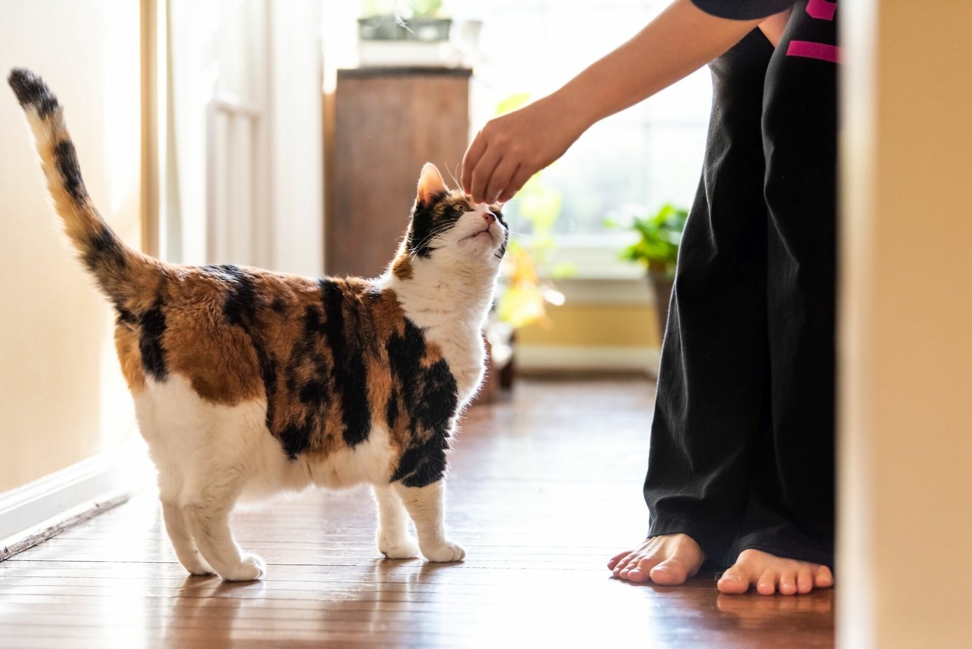 Was Sie bei Hilfsmitteln für die Katzenerziehung beachten sollten