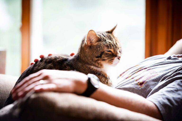 Verabschieden Sich Katzen Bevor Sie Sterben Miamor