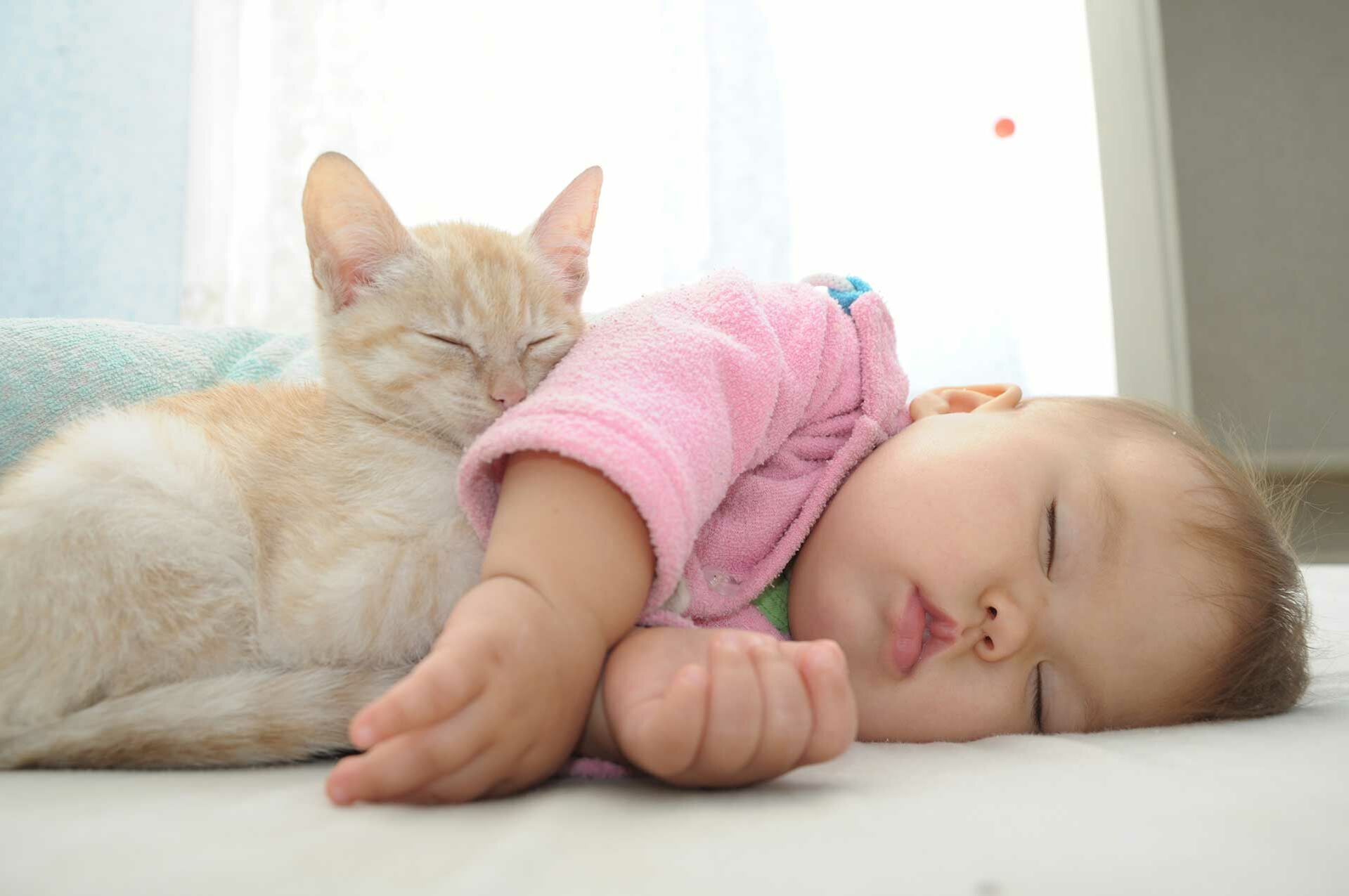 So gewöhnen Sie Katze und Baby aneinander