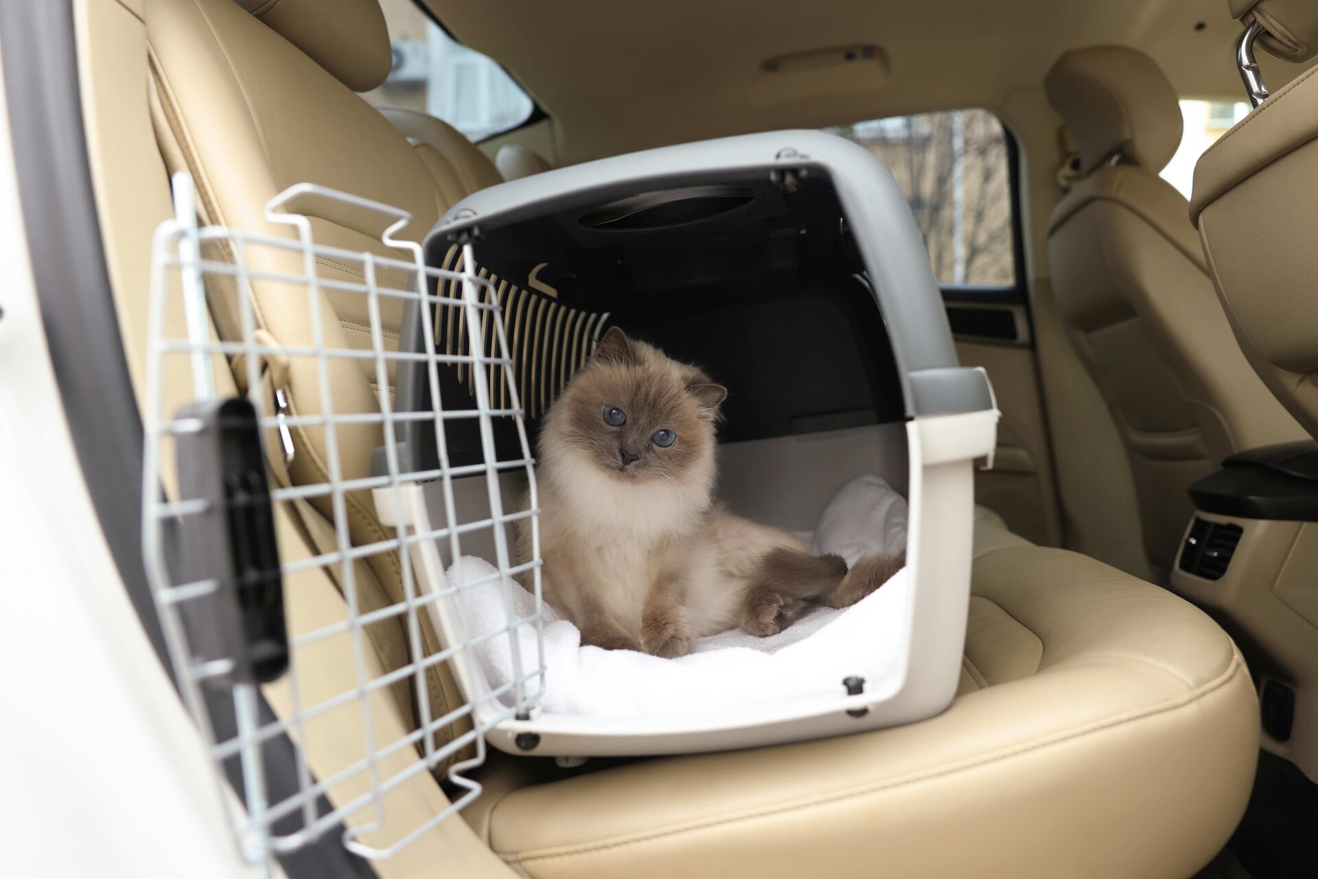 Eine Birma-Katze sitzt in einer Transportbox in einem Auto.