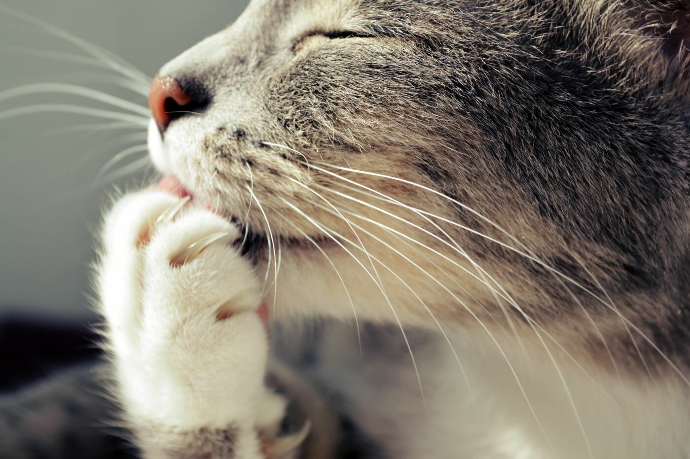 Katzenkrallen schneiden – worauf Sie achten müssen