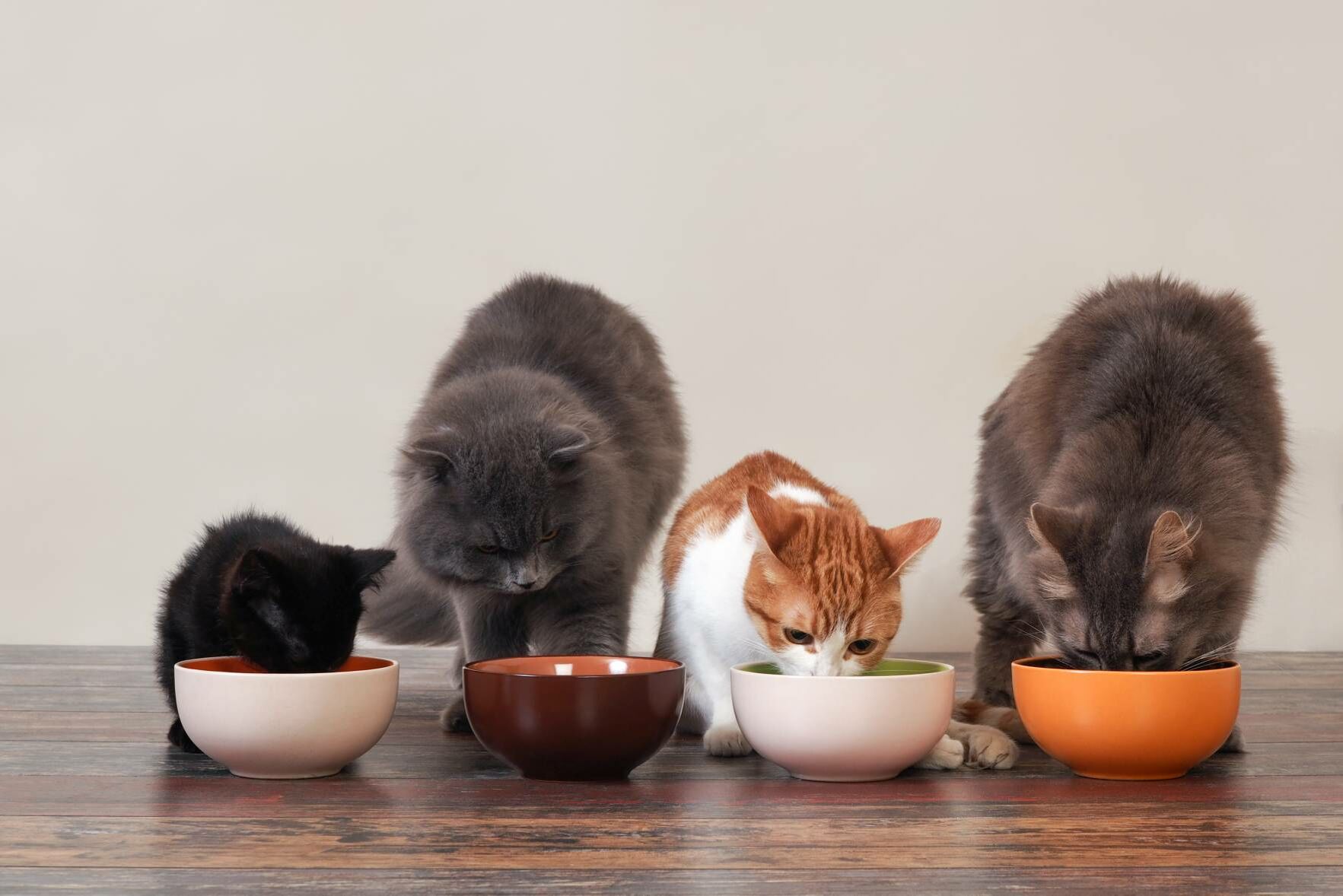 Welches Katzenfutter für welche Rasse?
