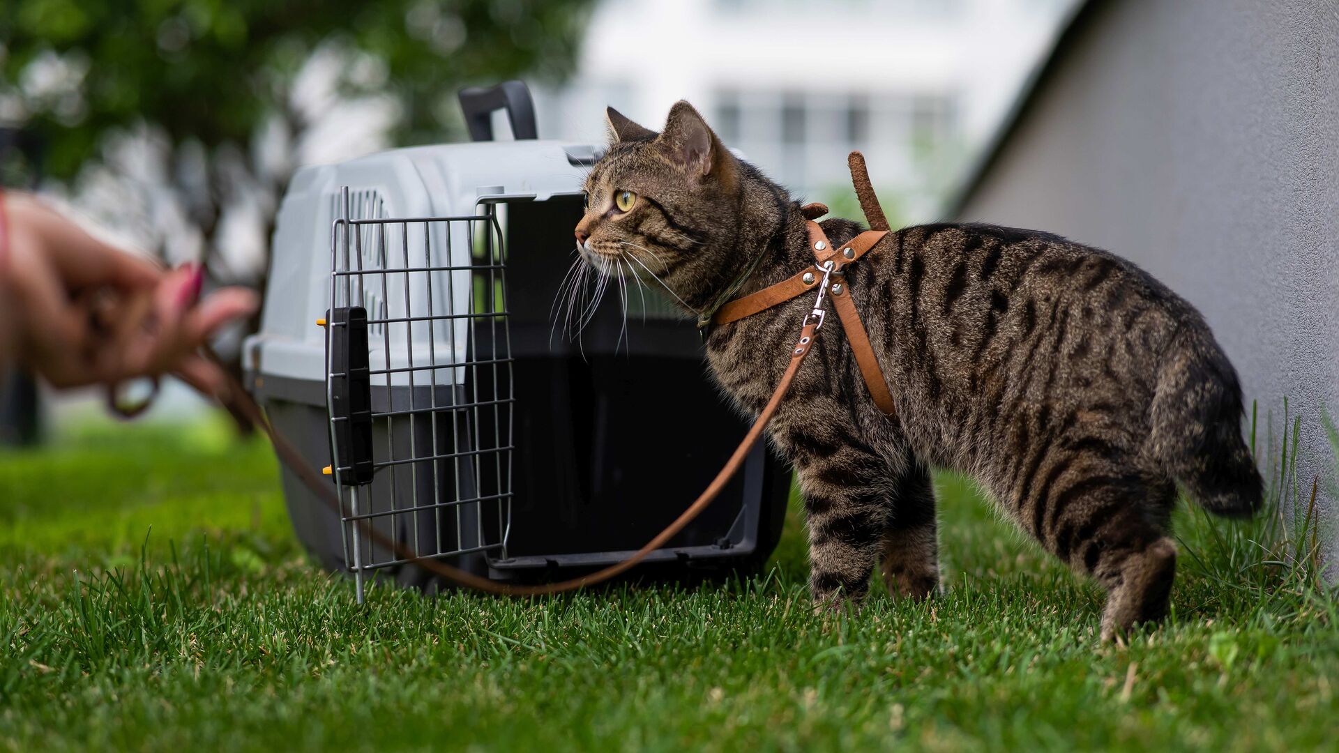 Eine getigerte Katze steht angeleint auf dem Rasen vor einer Transportbox. 