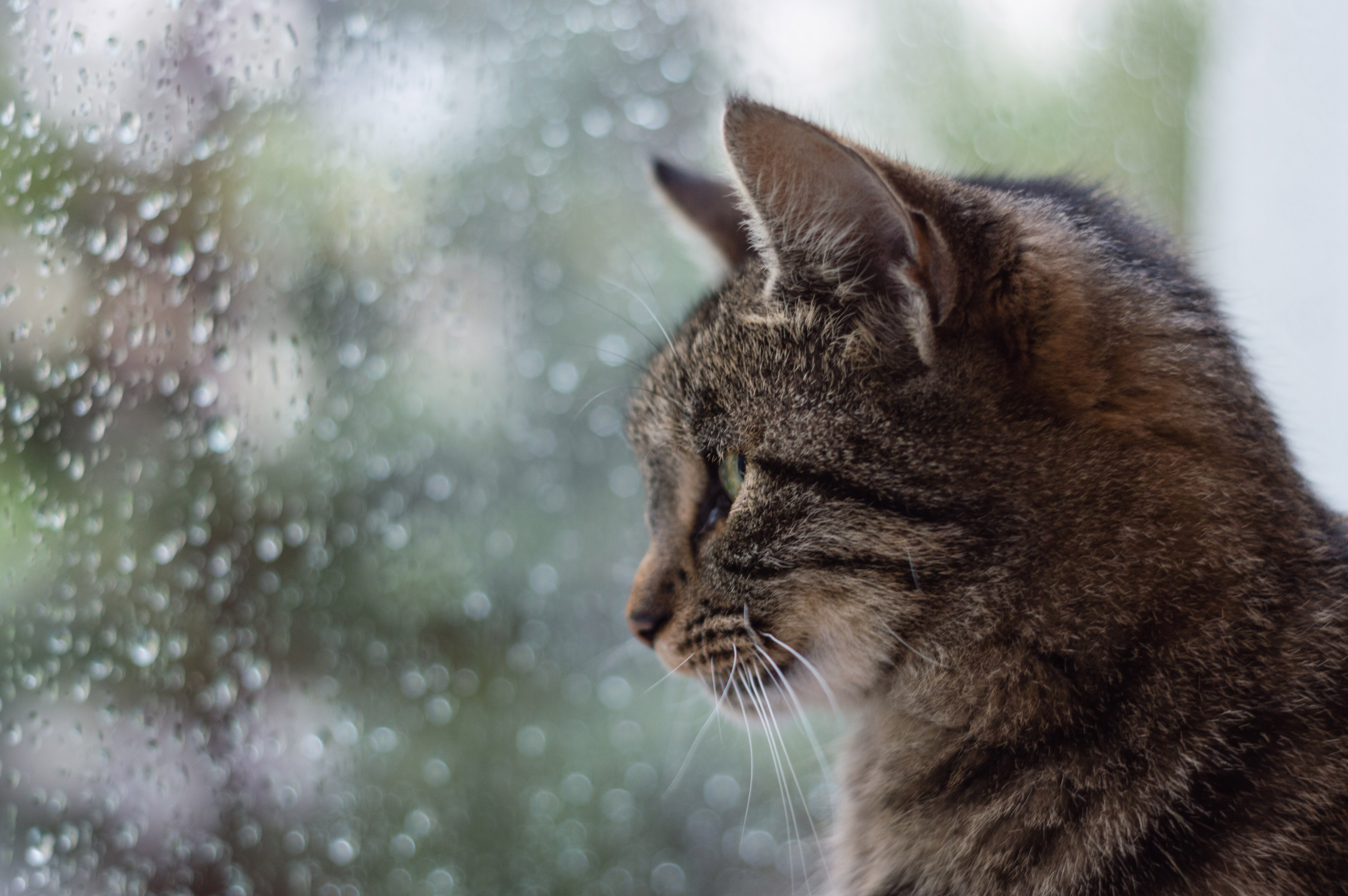 Katzen im Regen 