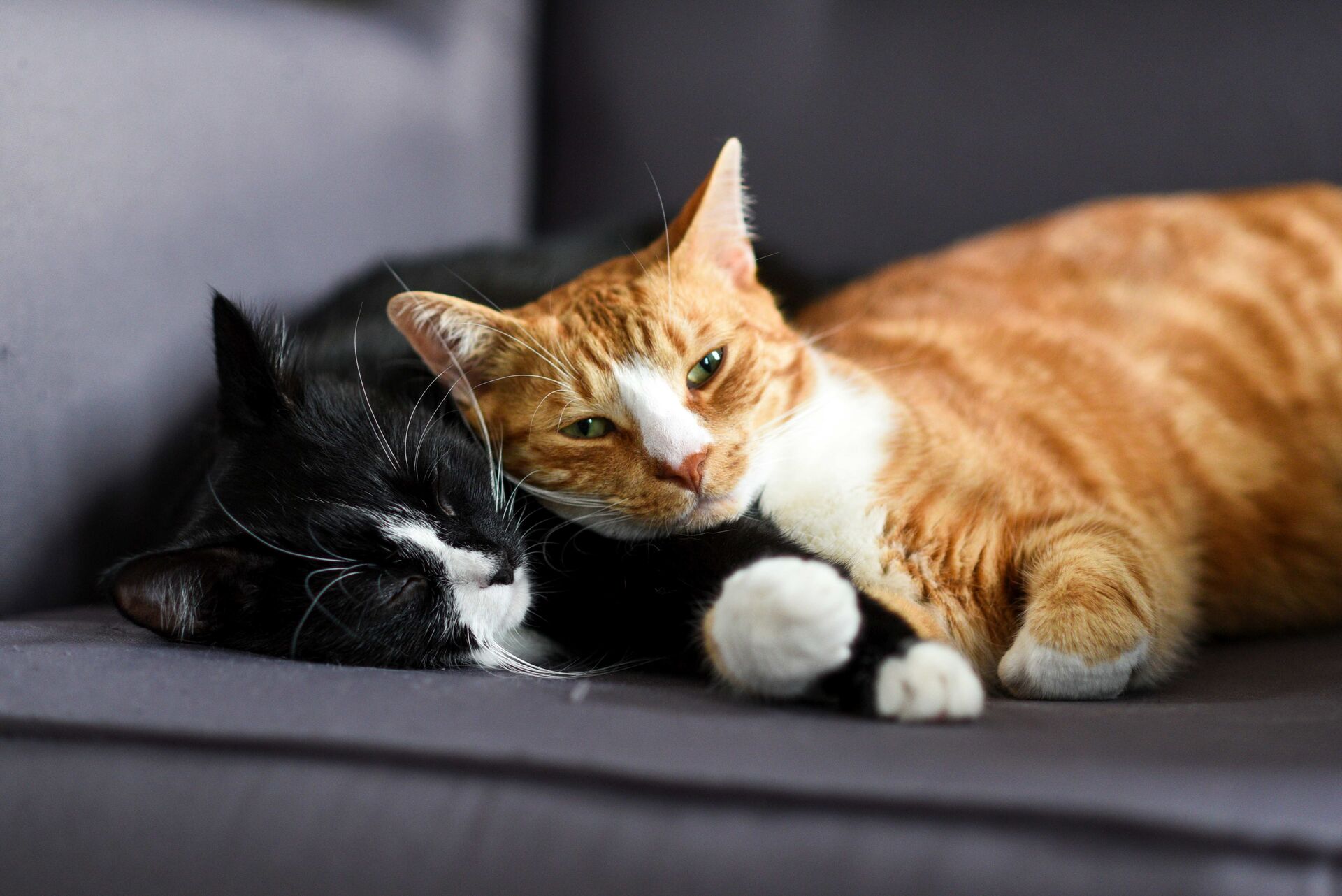 Zwei Katzen kuscheln sich auf einem Sofa aneinander.