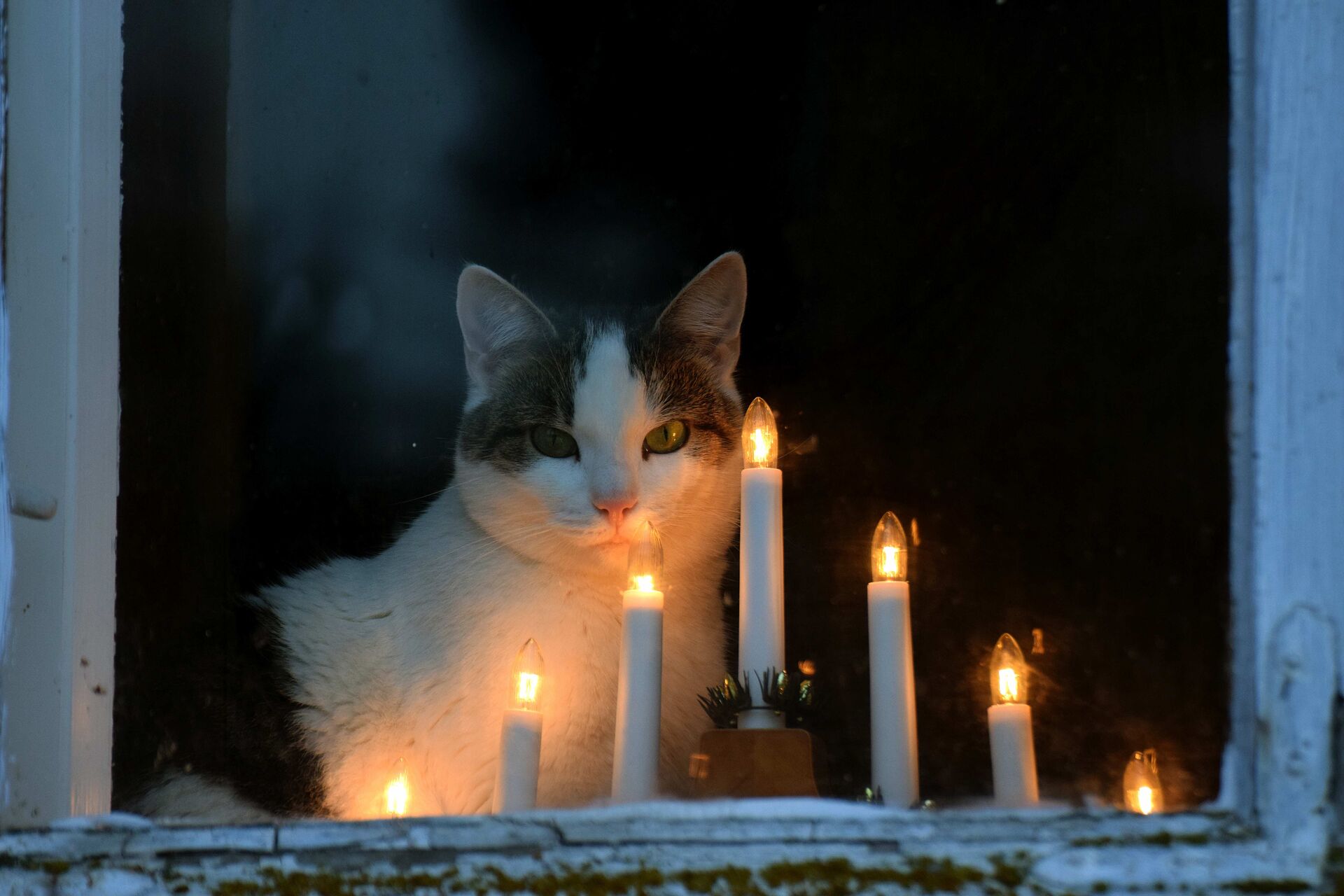 Eine Katze, die vor einem Adventsbogen sitzt und aus dem Fenster schaut