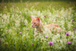 Junge Katze in einer Blumenwiese.