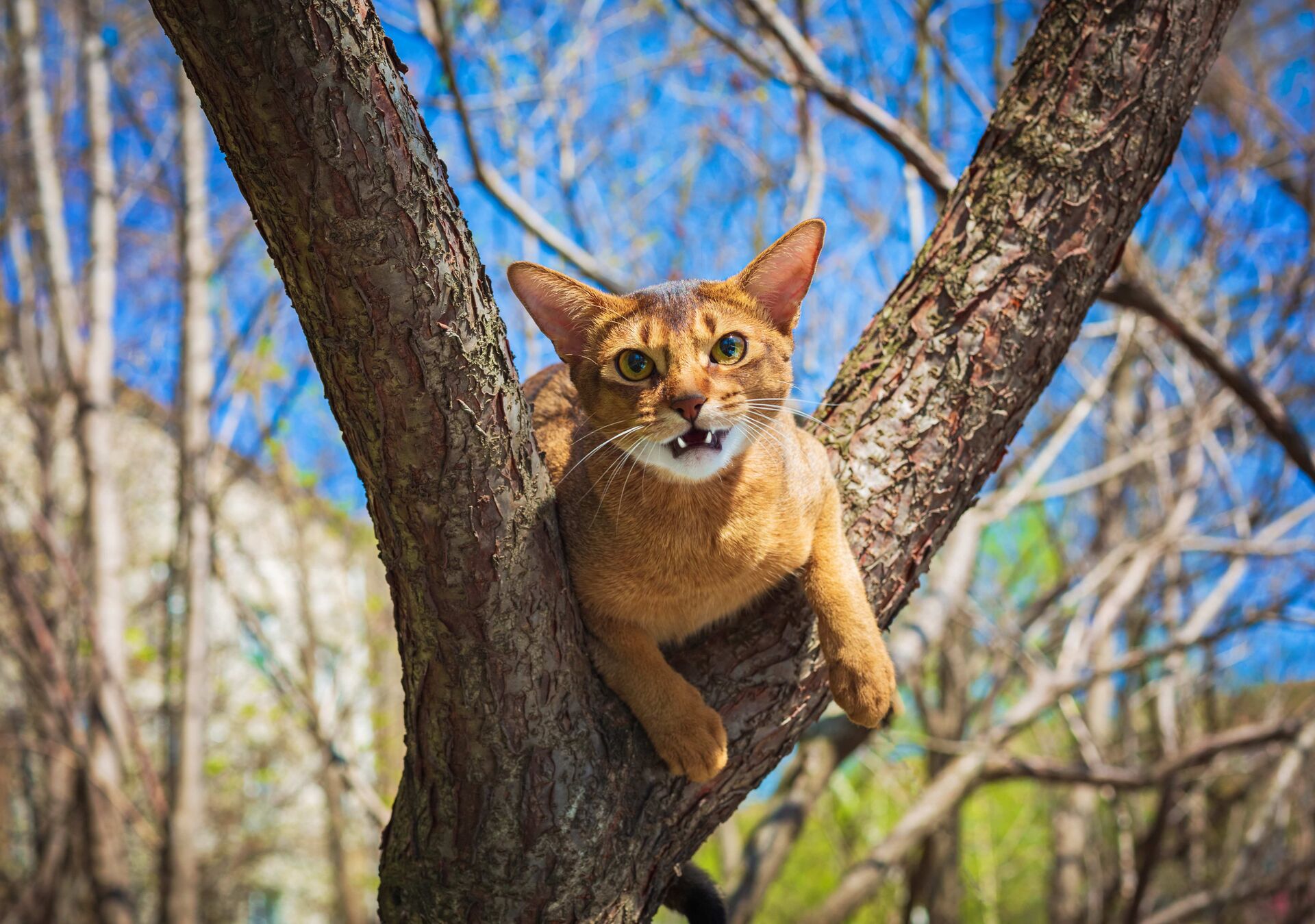 Eine Abessinierkatze liegt in einer Astgabel in einem Baum.