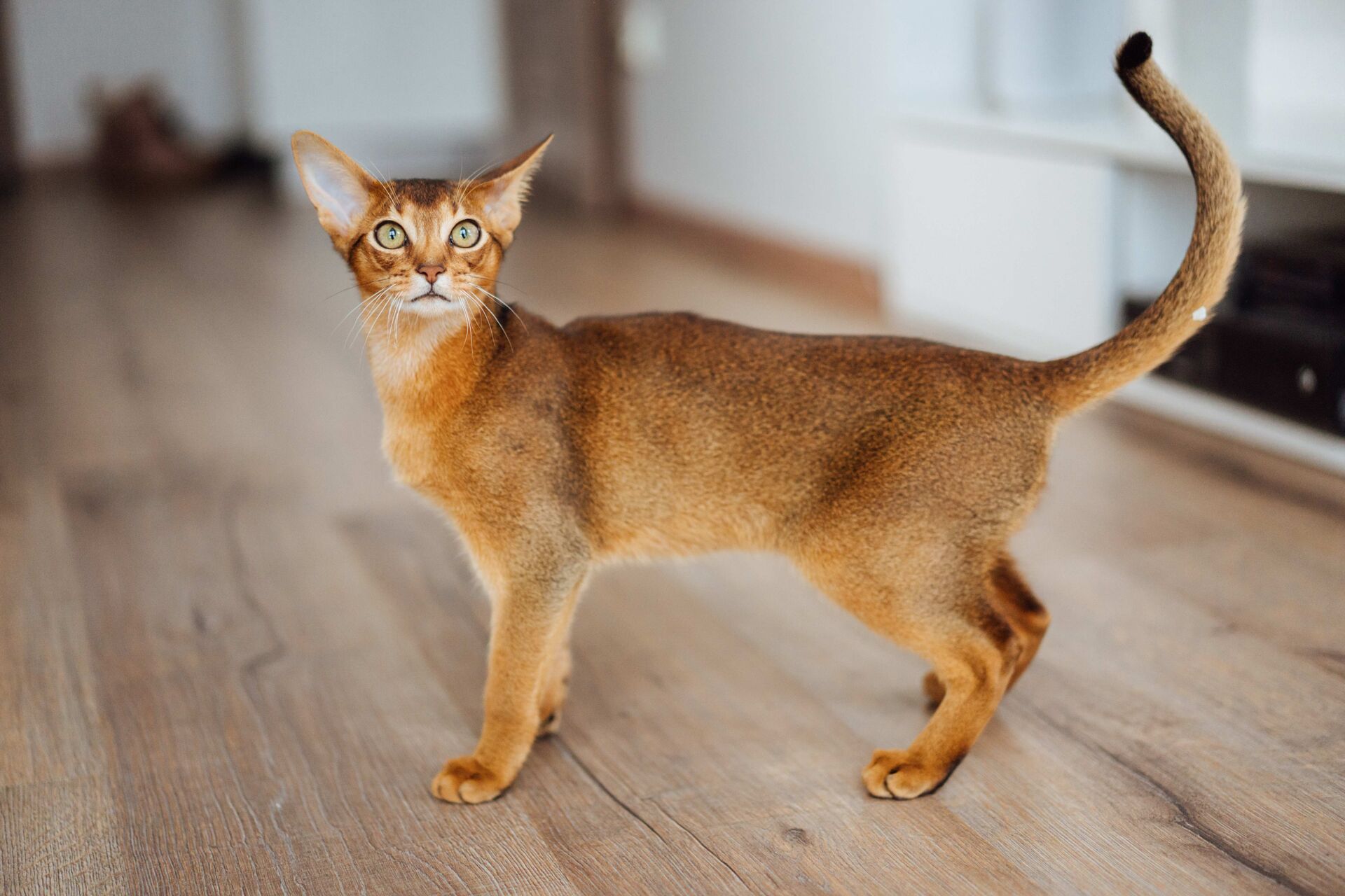 Eine junge Abessinierkatze schaut neugierig nach oben.