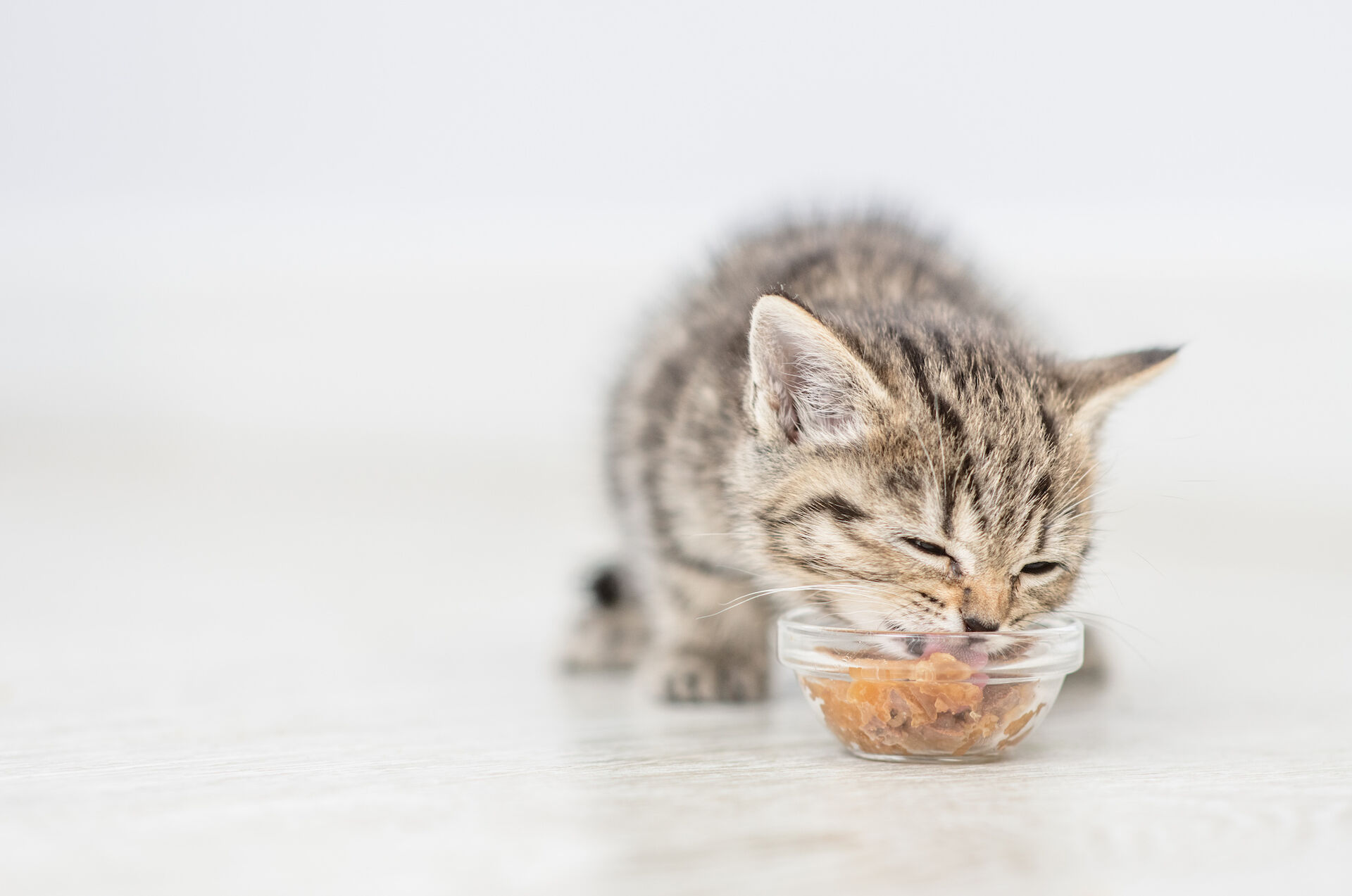 Ein Kitten sitzt hinter einer Glasschüssel mit Nassfutter und frisst.