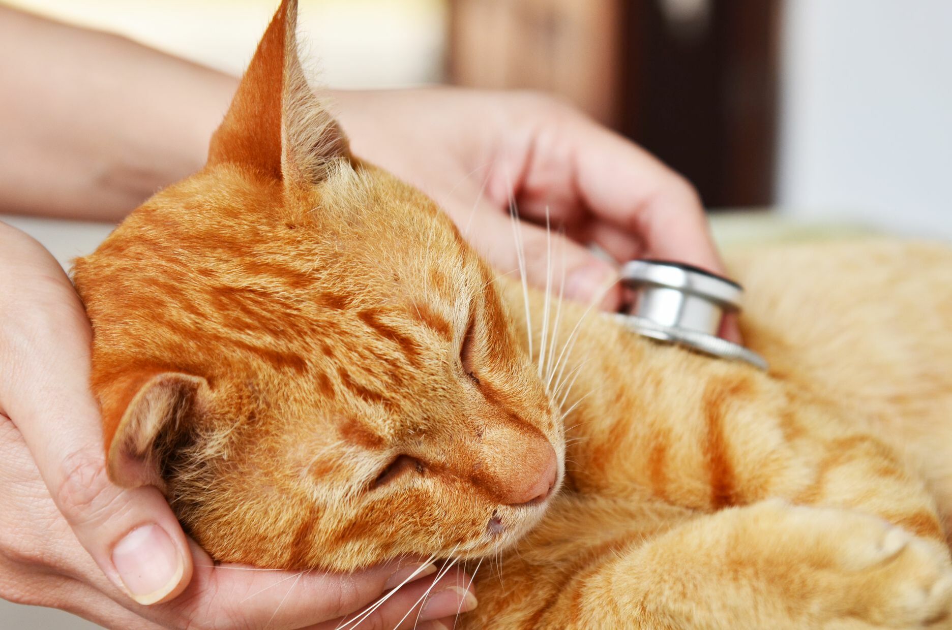 Eine Katze wird mit einem Stethoskop untersucht.