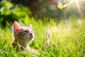 Ein Kitten sitzt im Gras und sieht einem Schmetterling hinterher.