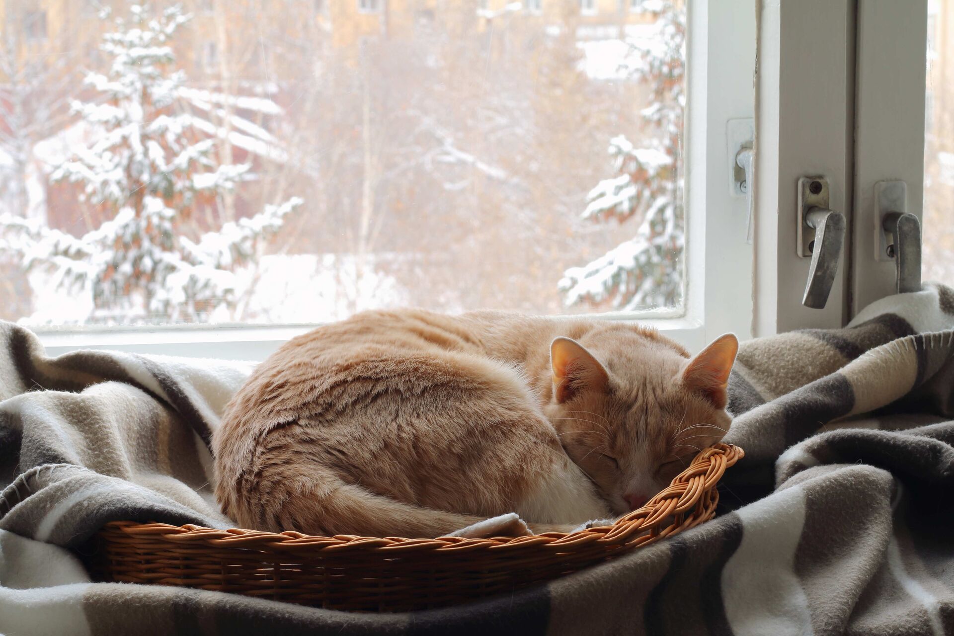 Eine Katze schläft mit Körbchen und Decke vor einem Fenster mit verschneiter Winterlandschaft.