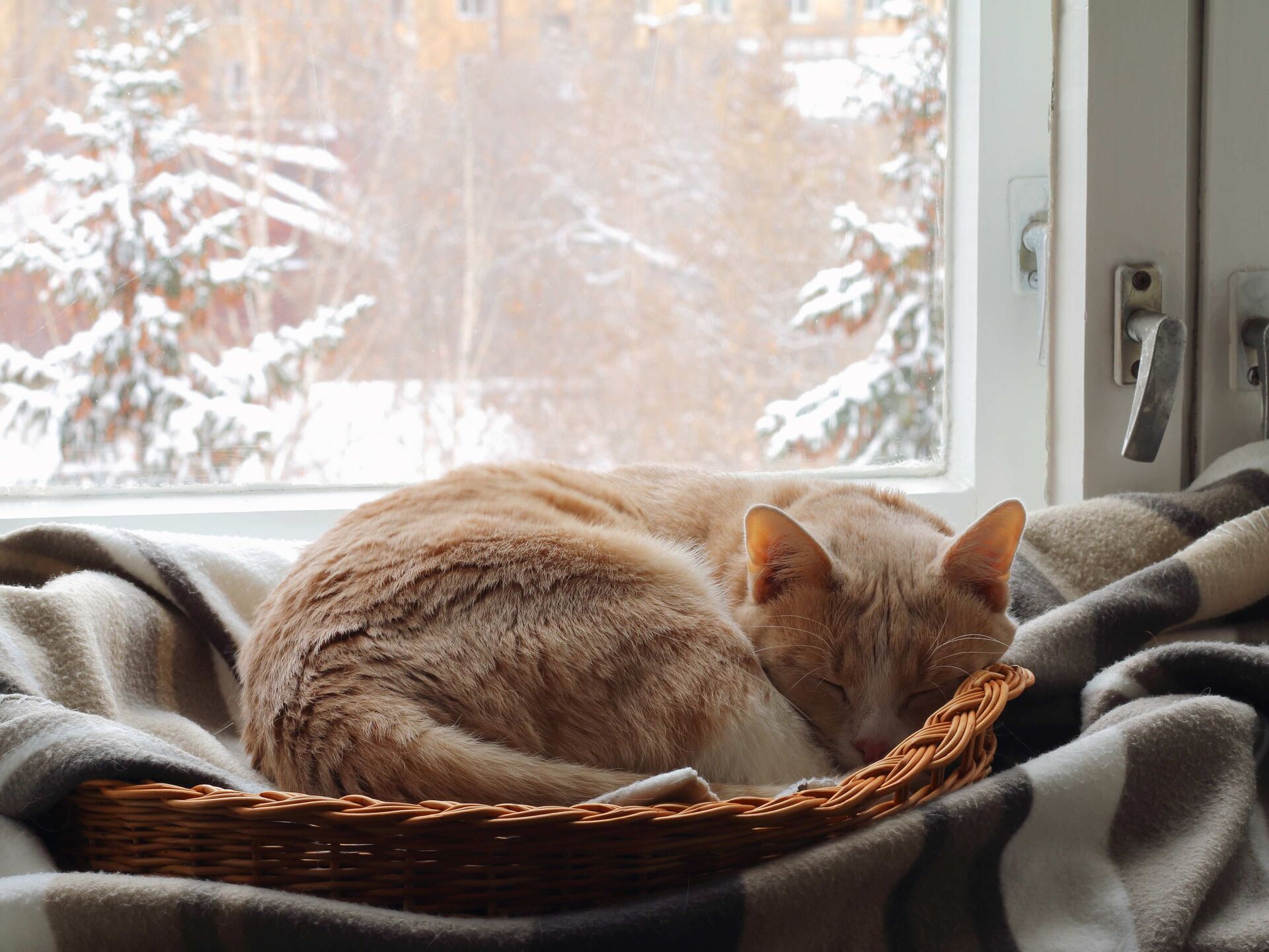 Schlafen Katzen im Winter mehr?