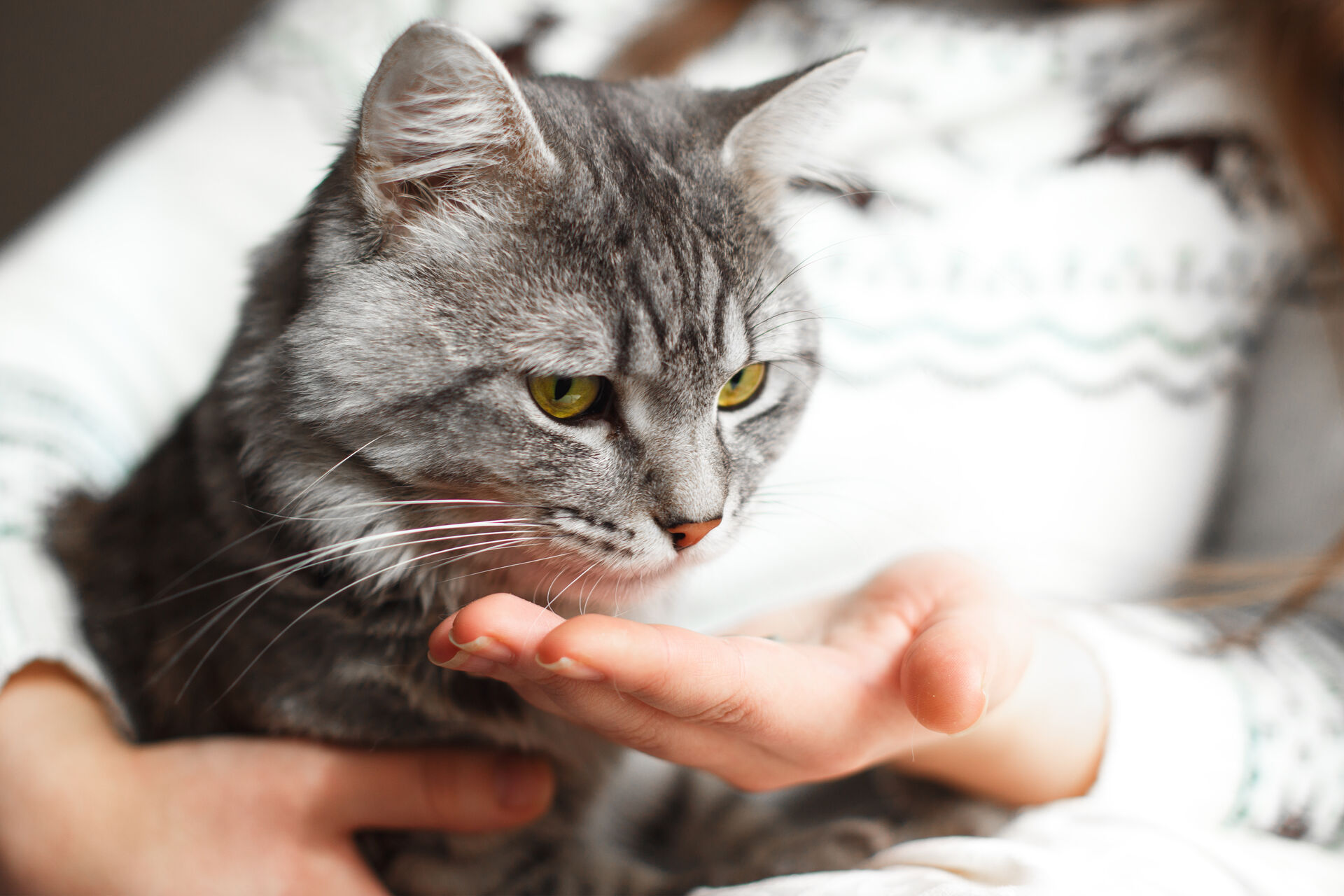 Eine Frau hält eine Katze und gibt ihr ein Medikament.