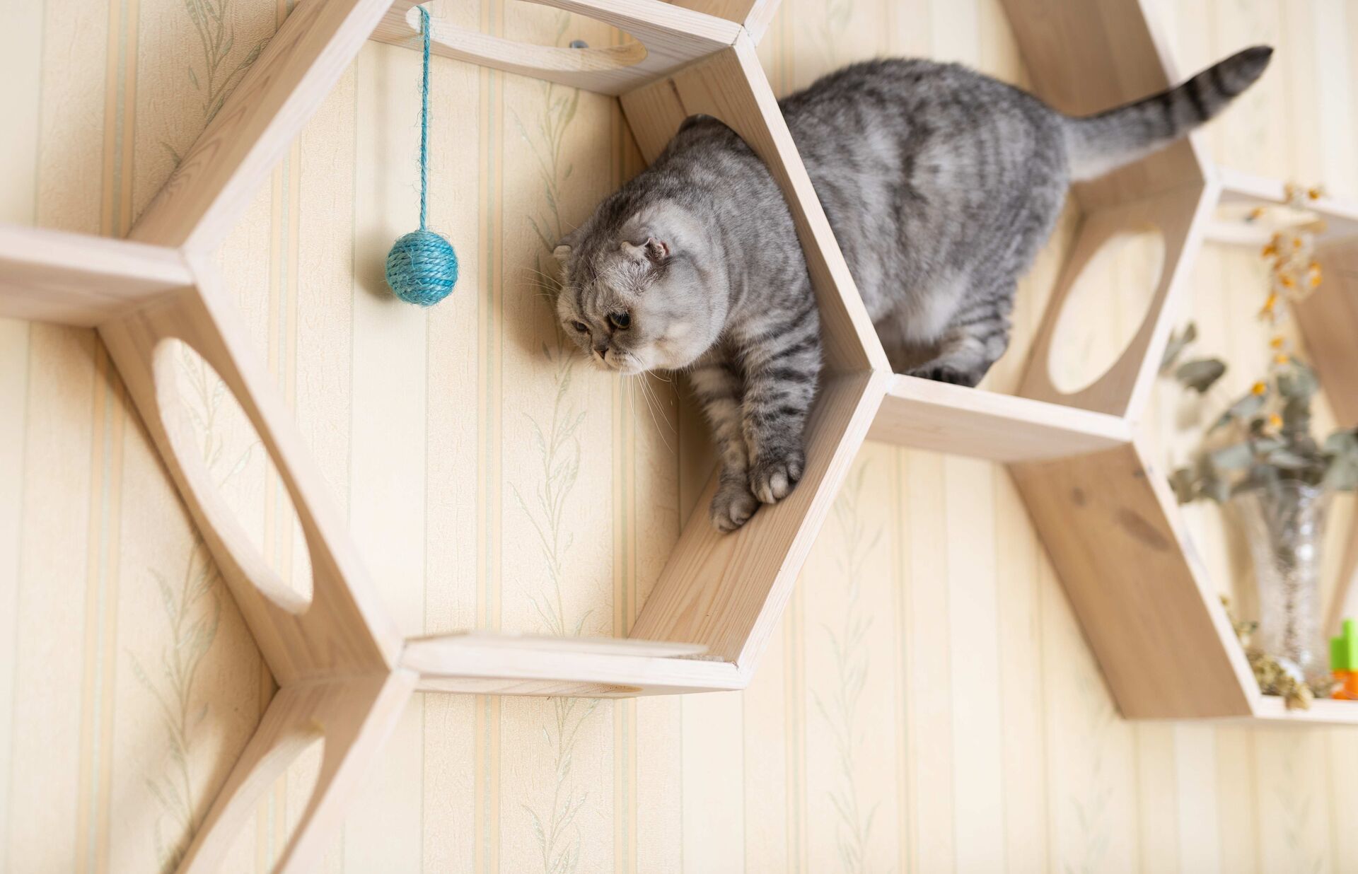 Eine graue Katze, die auf einem sechseckigen Regal klettert, während ein blauer Spielball von der oberen Kante des Regals baumelt