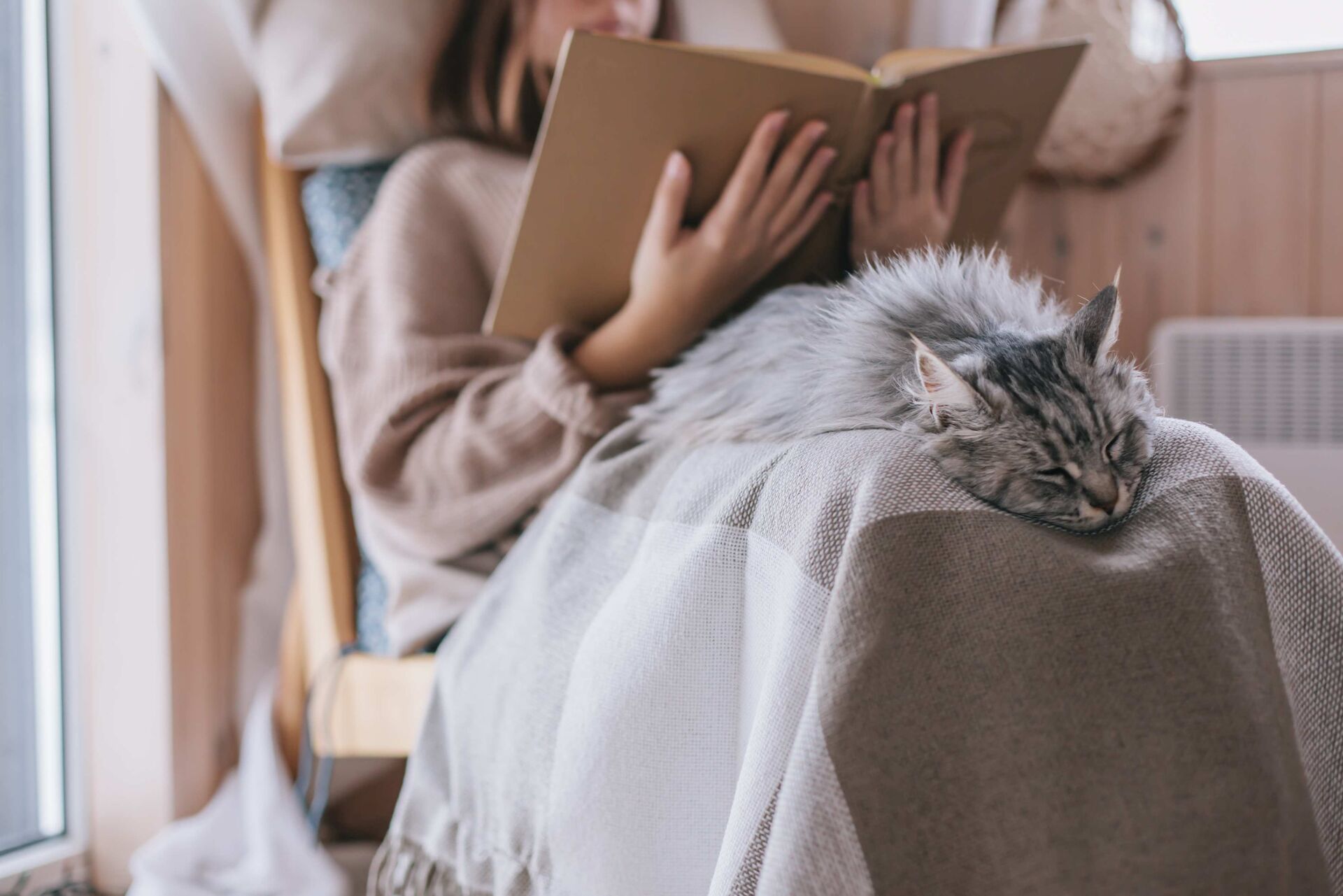 Katze macht es sich auf dem Schoß eines Mädchens gemütlich.