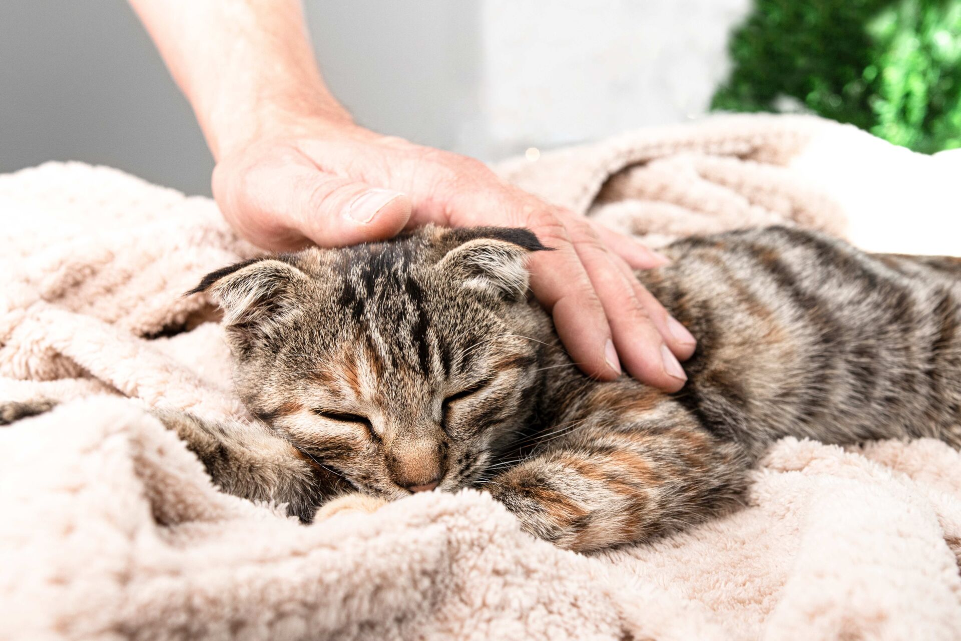 Eine Katze kuschelt sich auf eine Decke  und wird gestreichelt.