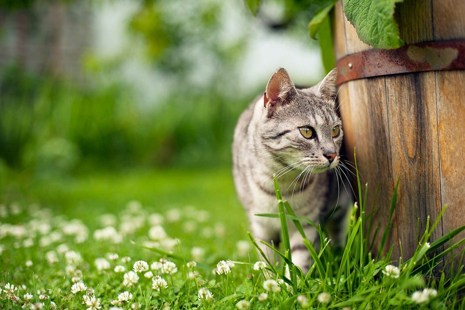 Garten katzensicher machen