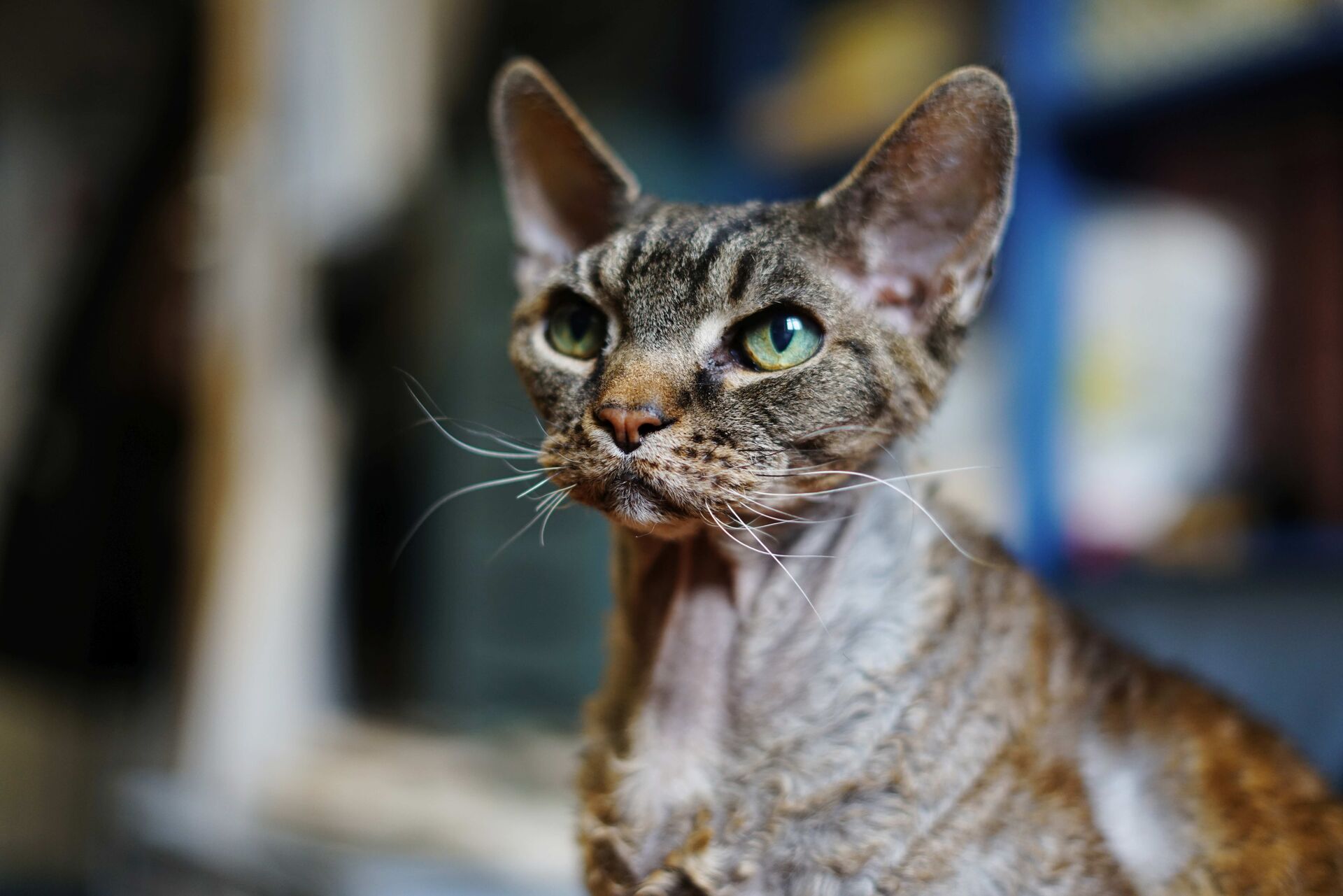 Eine braune Devon Rex steht nah an der Kamera und schaut stur nach links. 