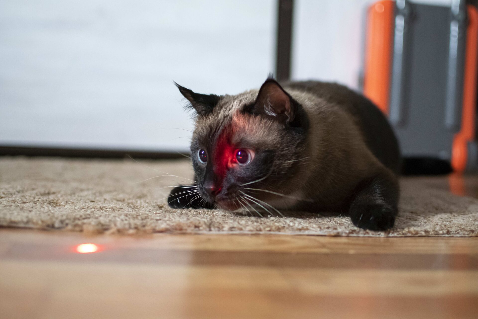 Siamesische Katze jagt einen roten Laserpointer-Strahl mit den Pfoten.