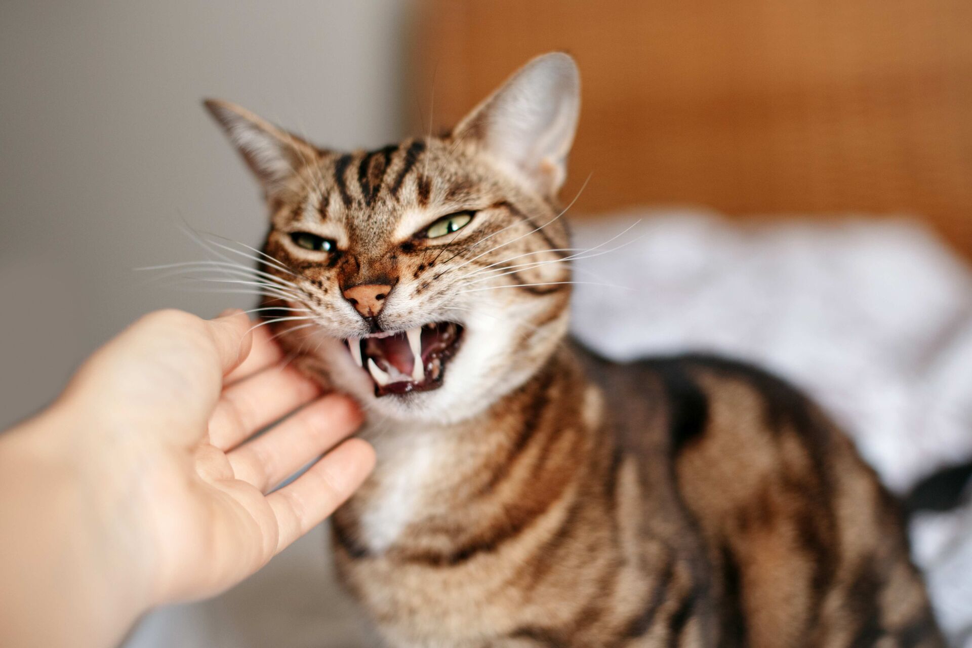 Eine Katze wird gestreichelt und faucht dabei.