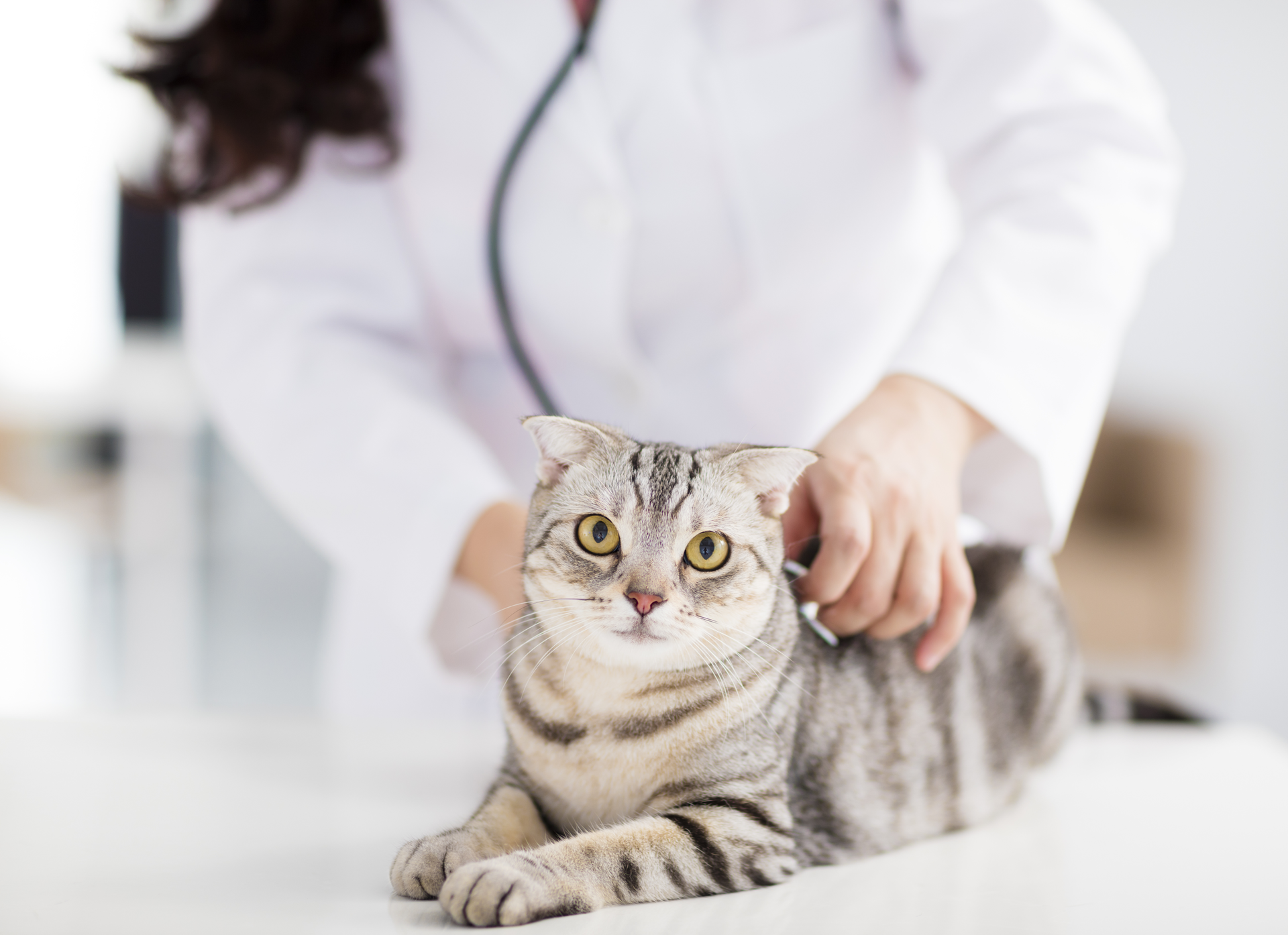 Ein Tierarzt untersucht eine Katze mit dem Stethoskop.