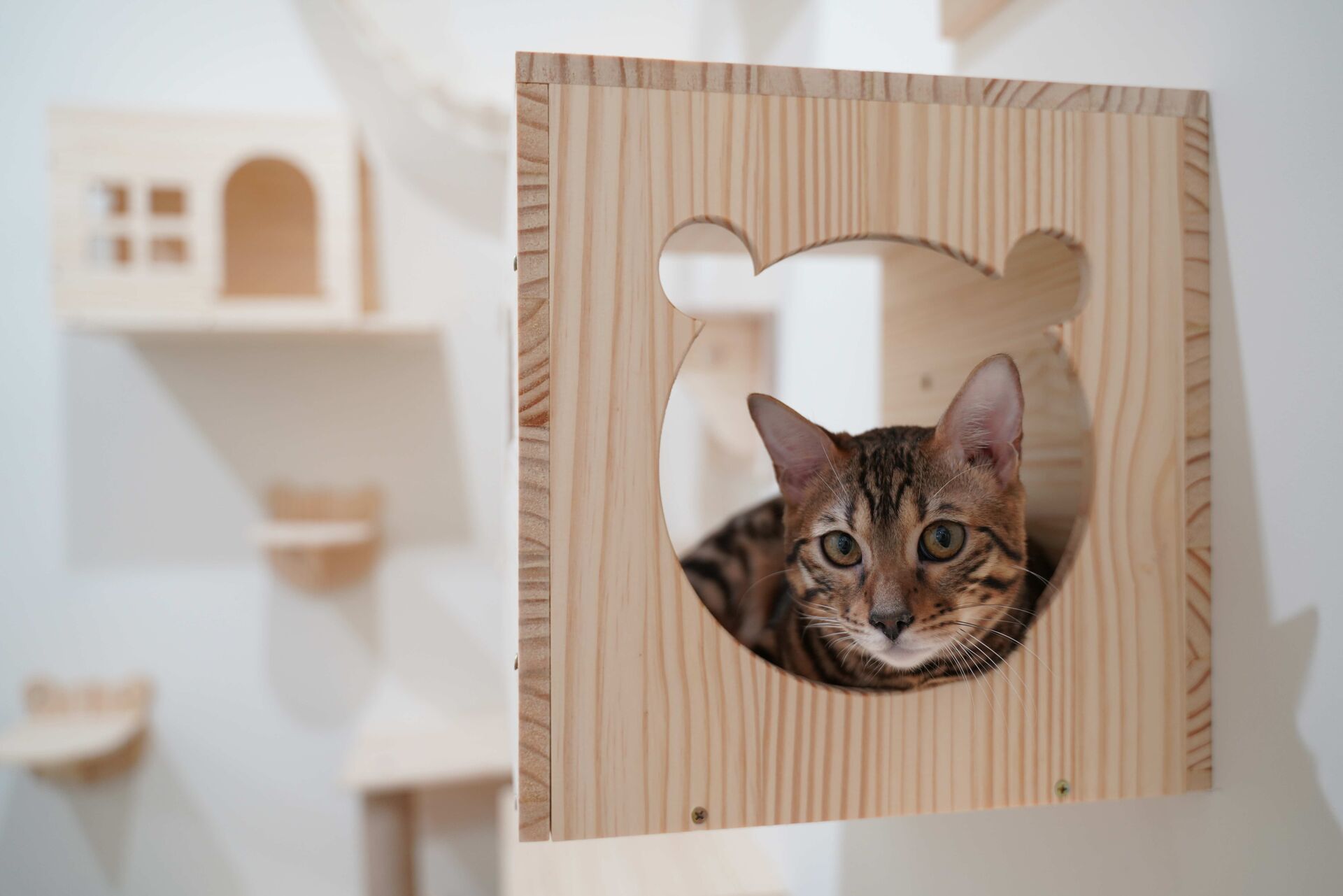 Eine Katze sitzt in einer Katzenhöhle.