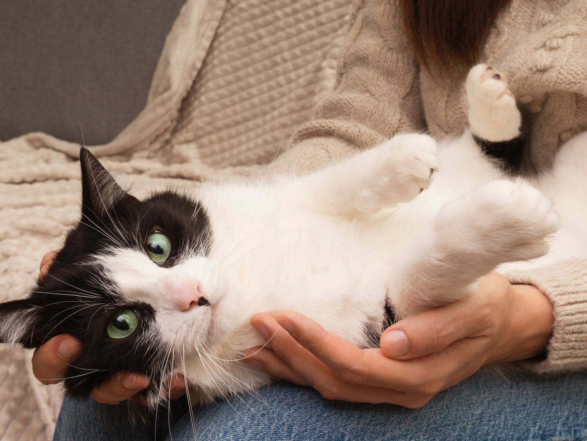 Milchtritt bei Katzen: Deswegen knetet Ihre Katze mit den Pfoten