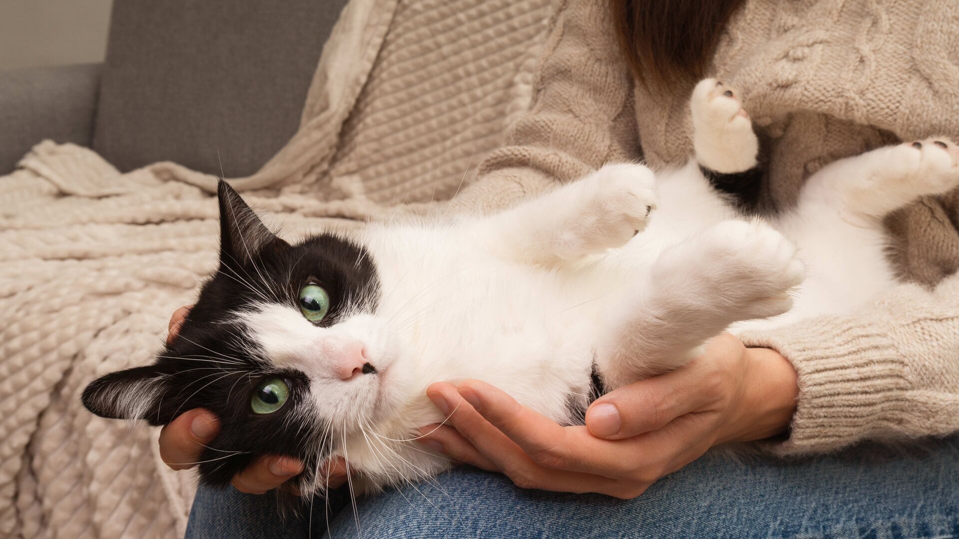 Eine Katze liegt auf dem Schoß ihrer Halterin und tretelt mit den Pfoten.