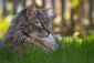 Eine graue Langhaarkatze liegt im Gras und beobachtet eine fliegende Biene.