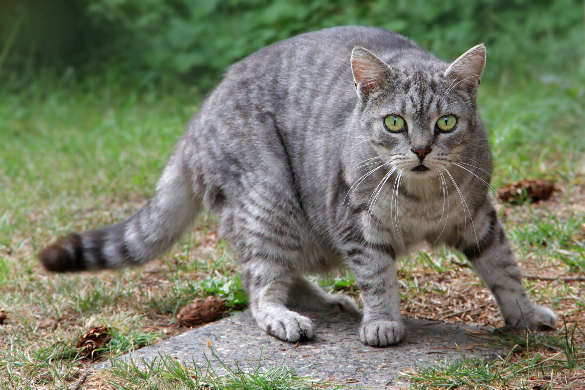 Eine graue Katze erschrickt und weicht zurück.