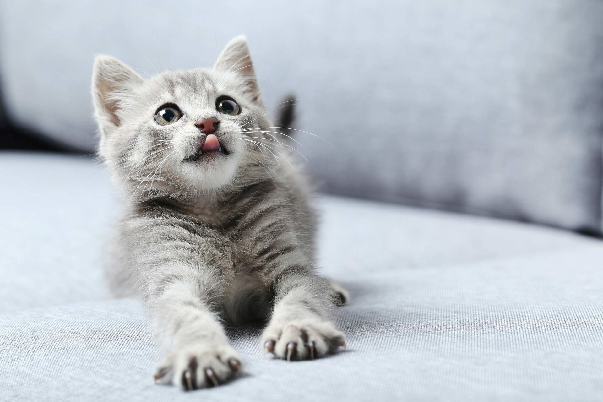 Eine junge Katze schleckt sich genüsslich das Maul.