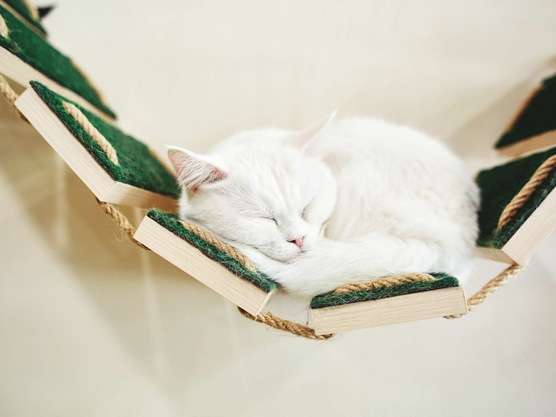 Eine Kletterwand für Katzen selber bauen