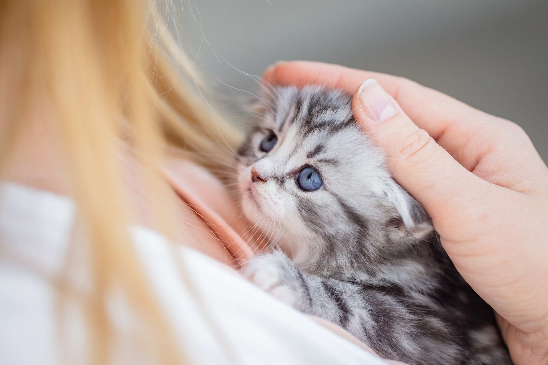 Eine Frau hält eine kleine Katze zum Kuscheln auf dem Arm.