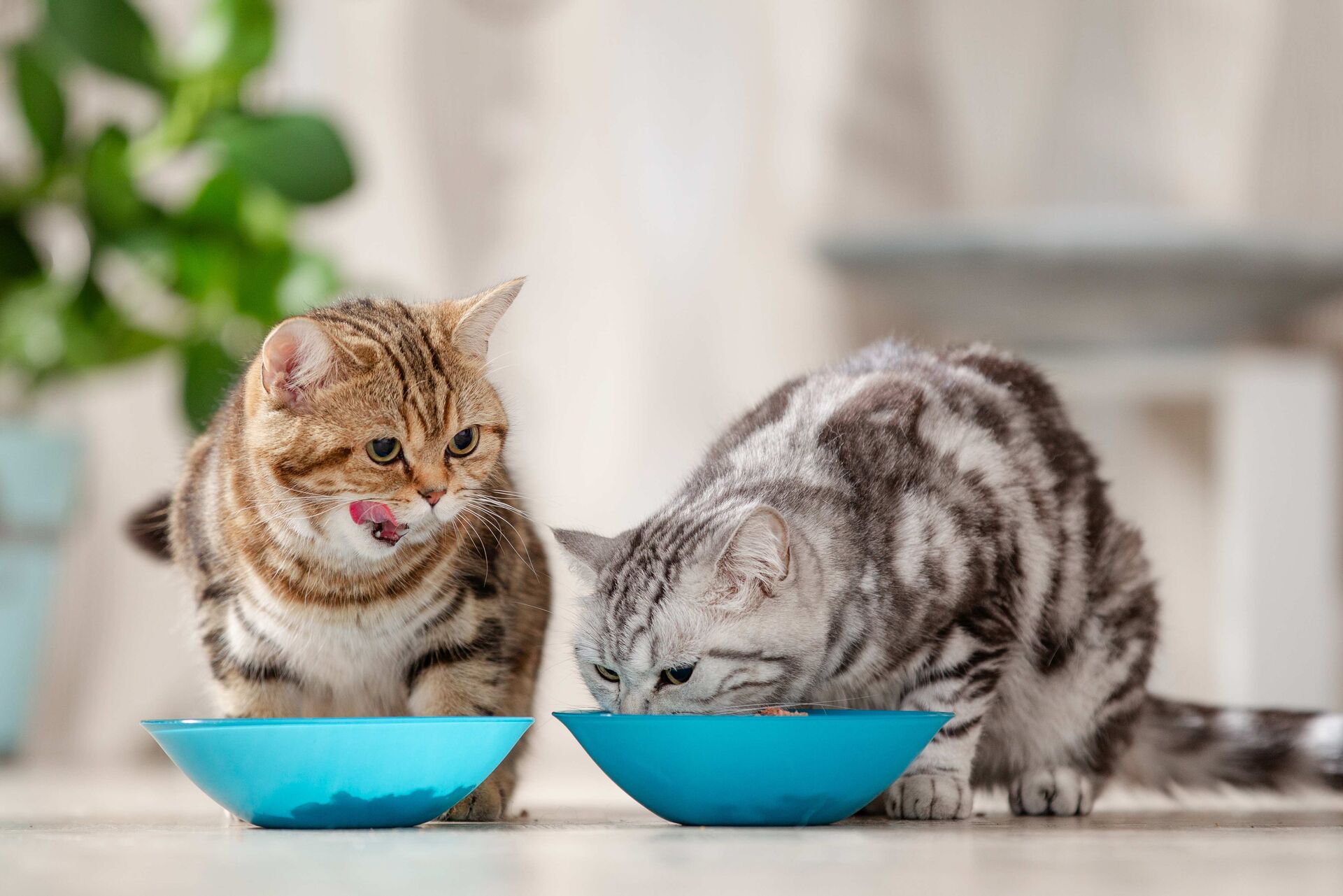 Zwei Katzen sitzen vor ihren Näpfen und fressen. Eine Katze schleckt sich das Maul.