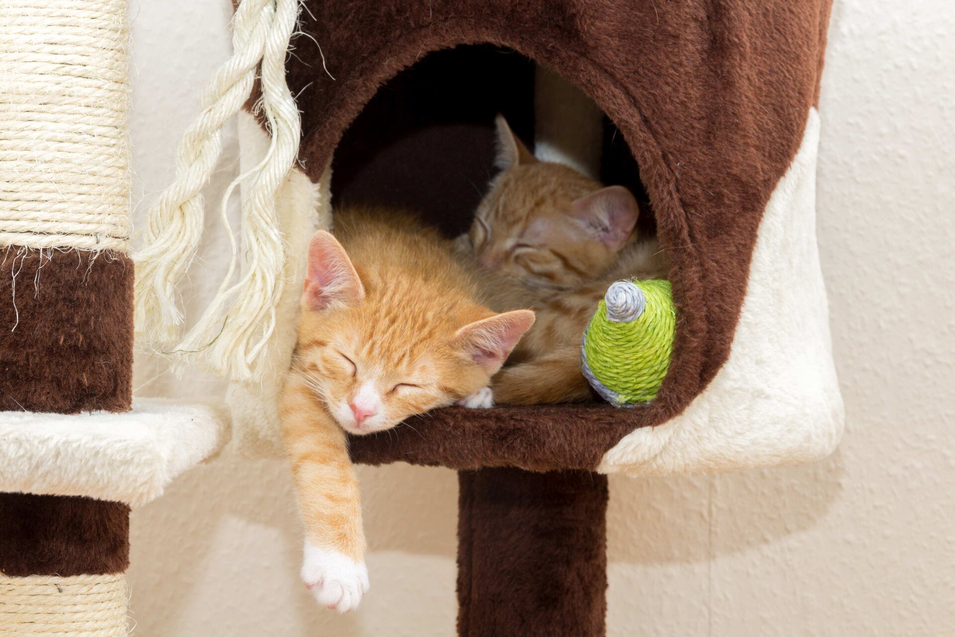 Zwei Kitten schlafen auf einem Katzen-Baum.