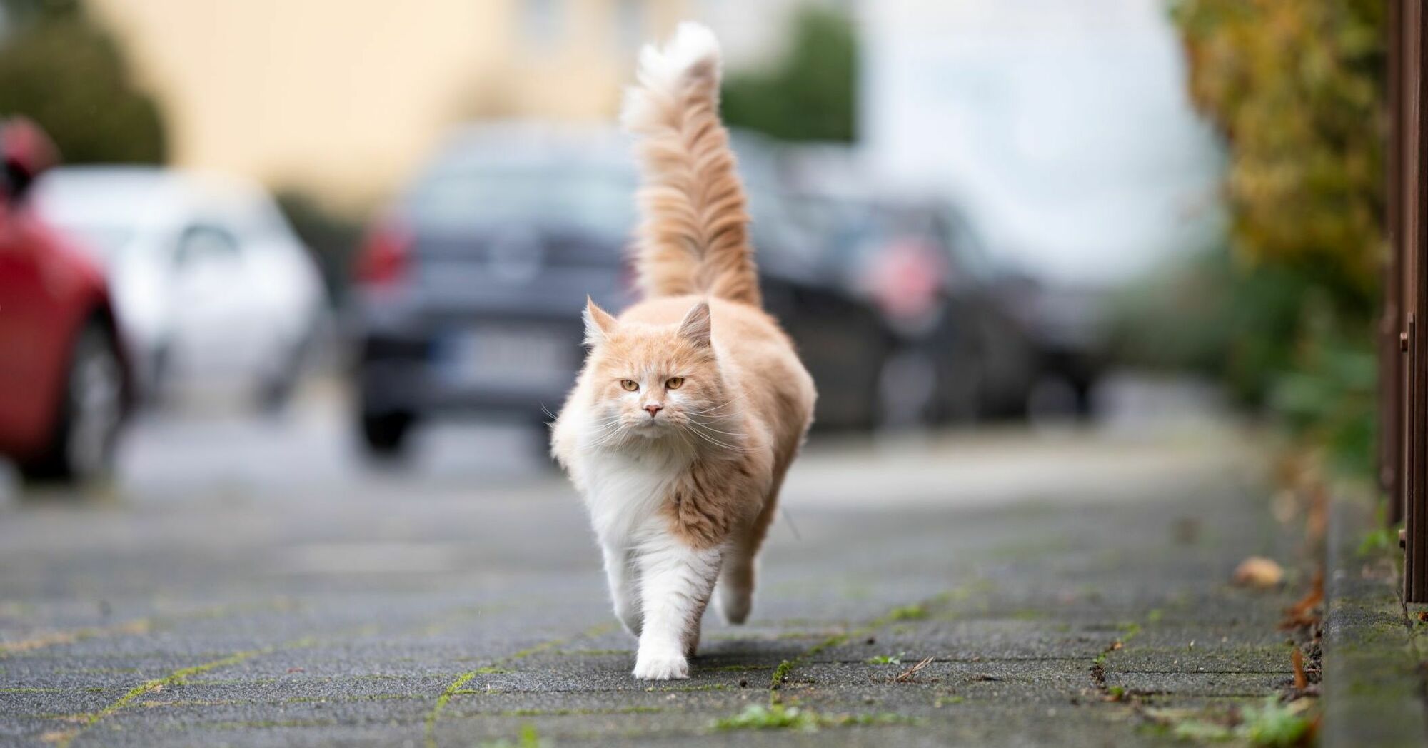 Tail walk. Cream tabby.