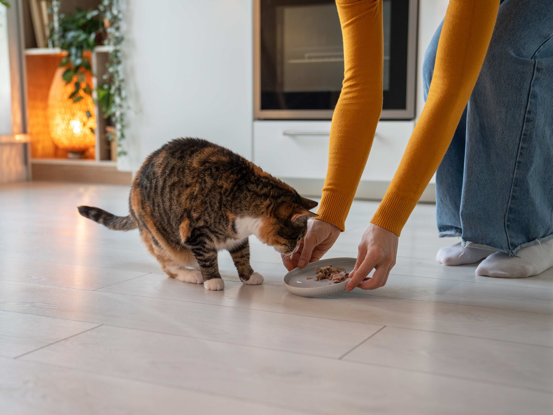 Katze frisst kein Nassfutter mehr?