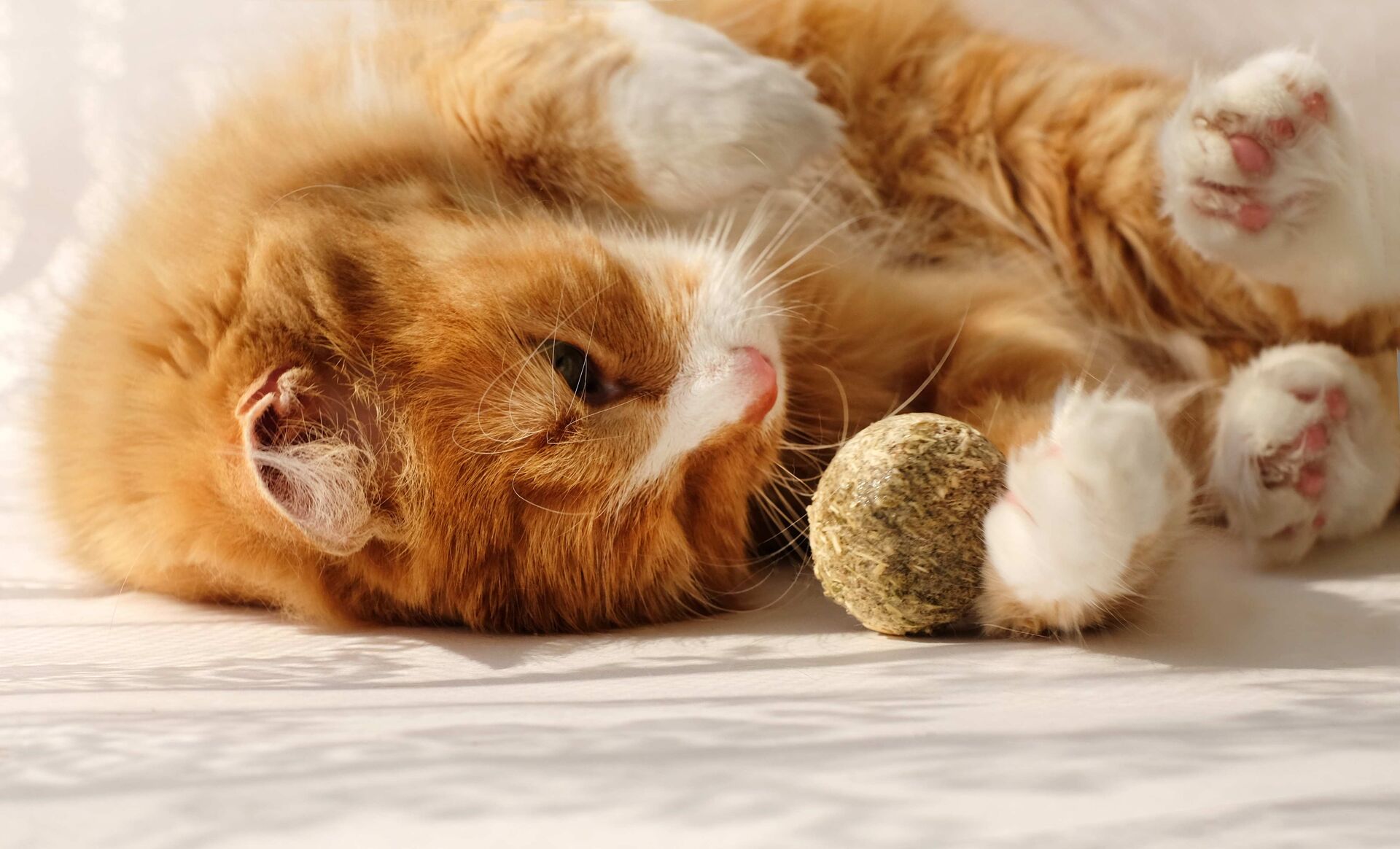 Eine Katze spielt zur Beruhigung mit einem Kräuterball.