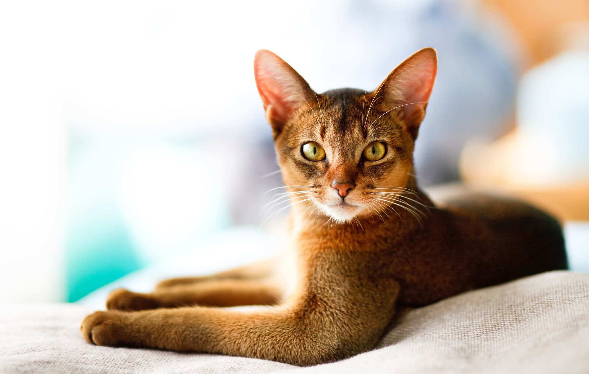 Eine braune liegende Abessinierkatze schaut über ihre linke Seite direkt in die Kamera.