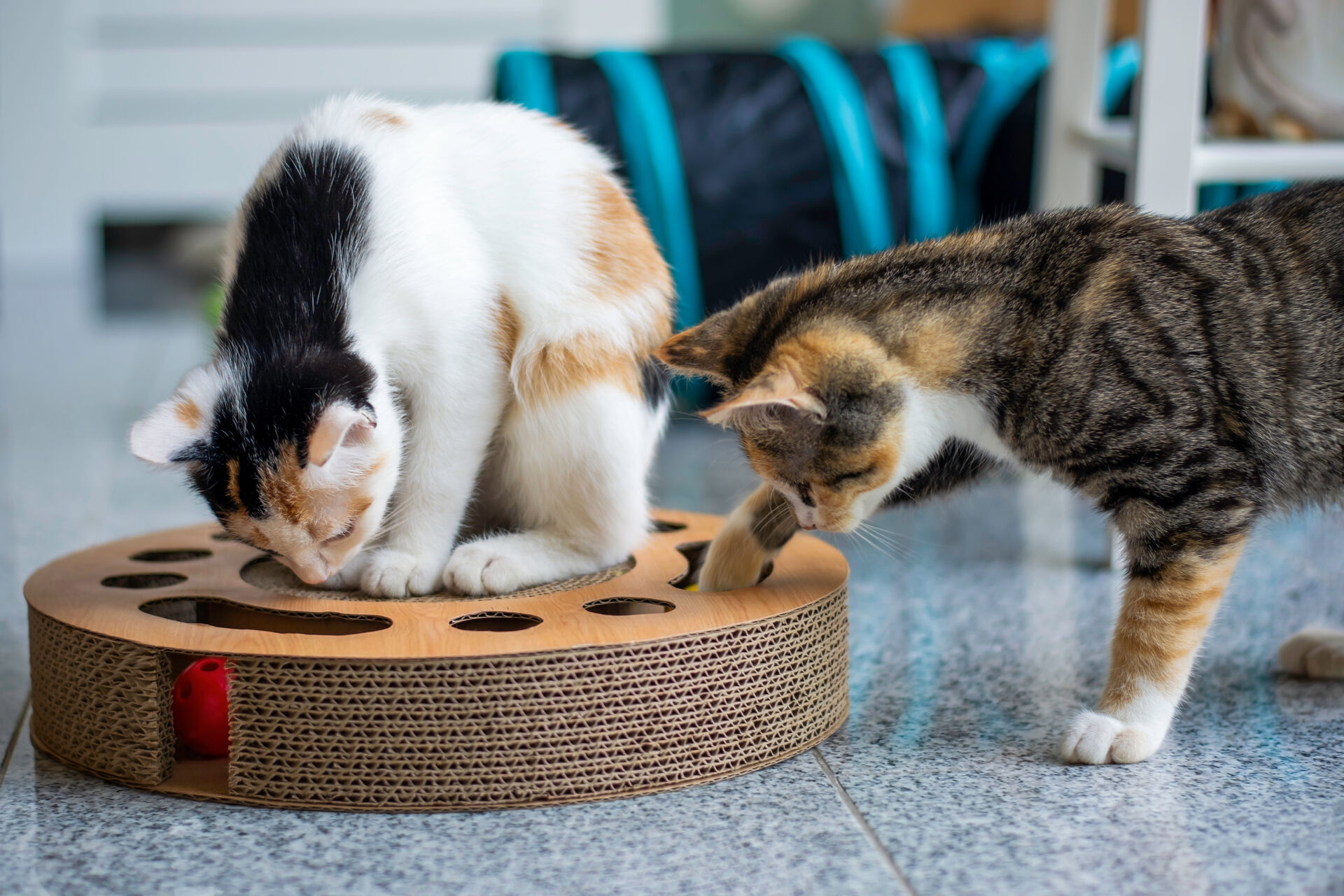 Zwei Katzen an einem Intelligenzspiel