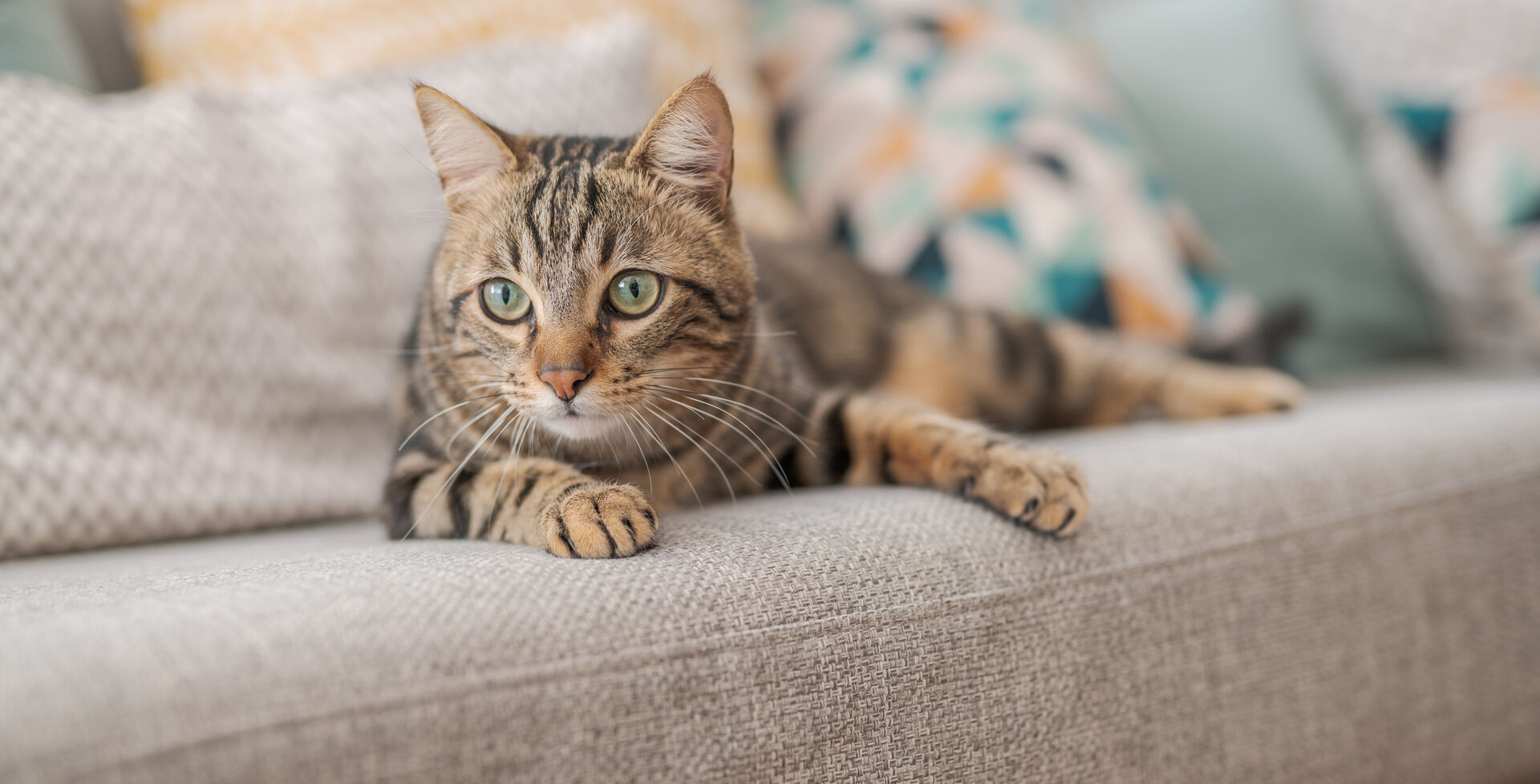 Eine Katze liegt auf einem Sofa.