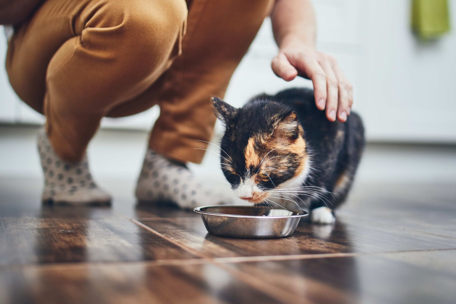 Fütterung einer bunten Katze zuhause.