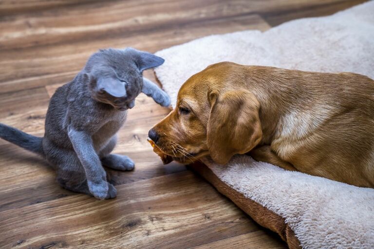 Hund Und Katze Aneinander Gewöhnen