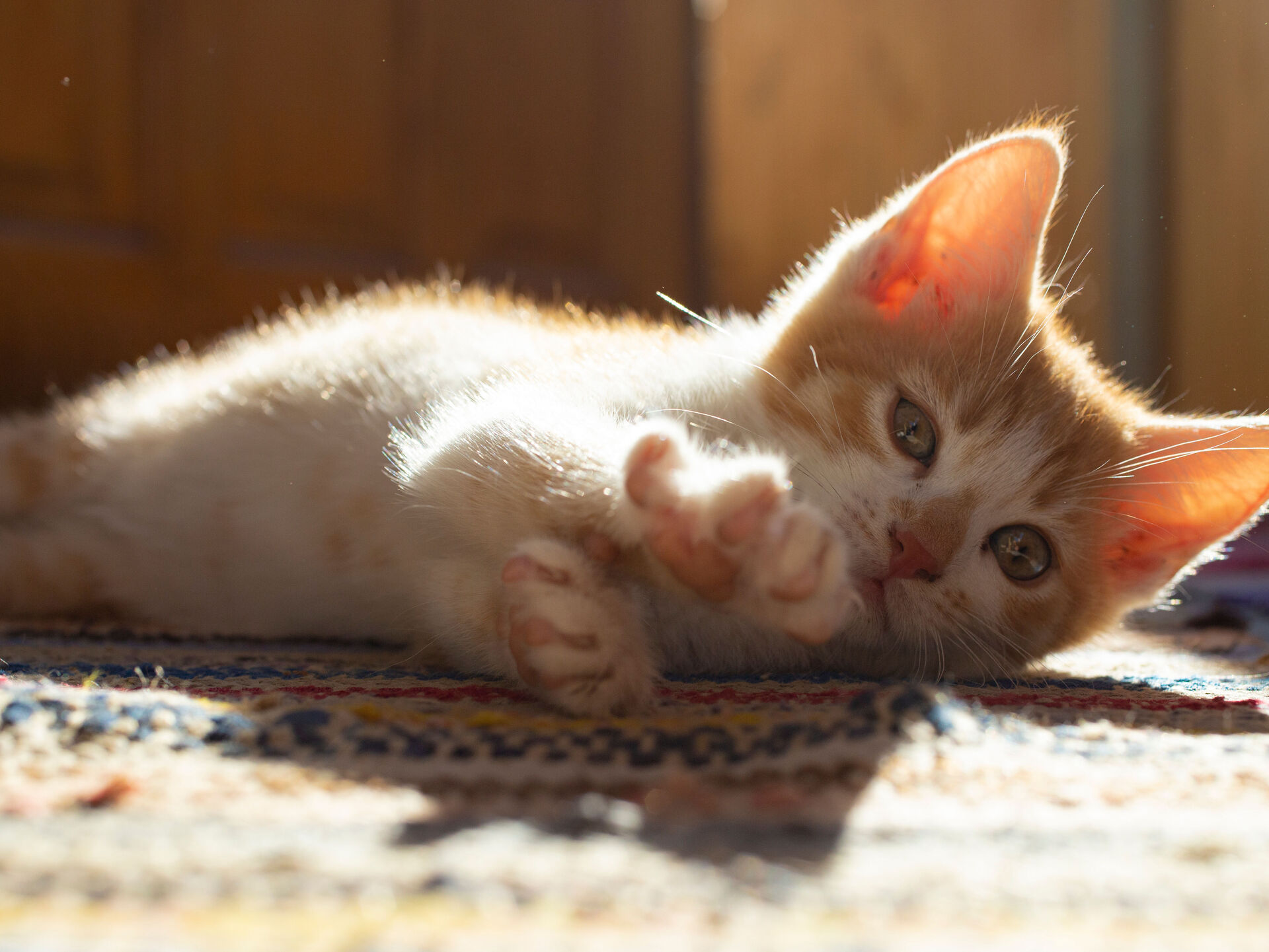 Vom Kätzchen zum Kater: Wann ist die Katze ausgewachsen?