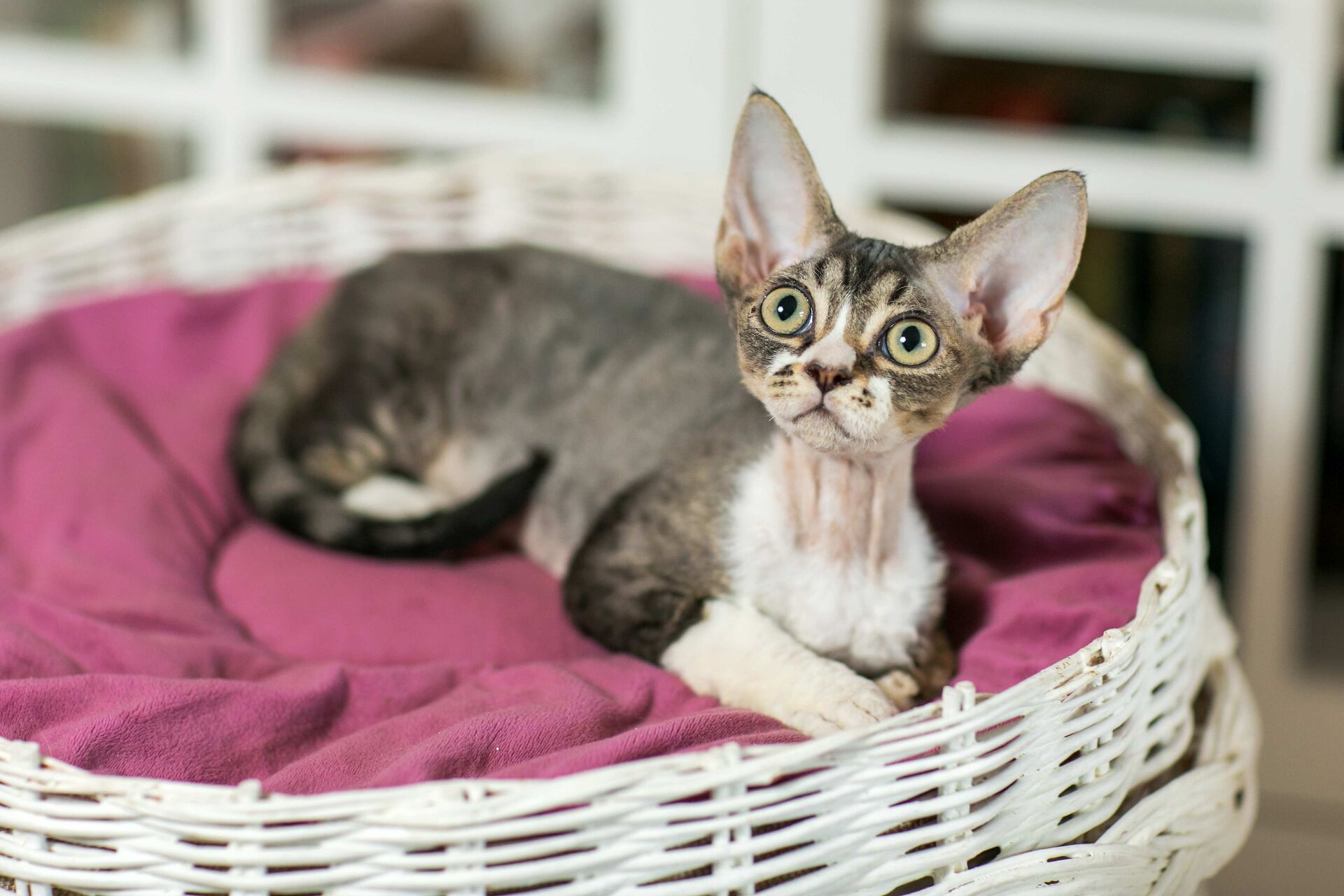 Eine braun-weiße Devon Rex liegt in ihrem Körbchen und schaut zur Kamera hoch.