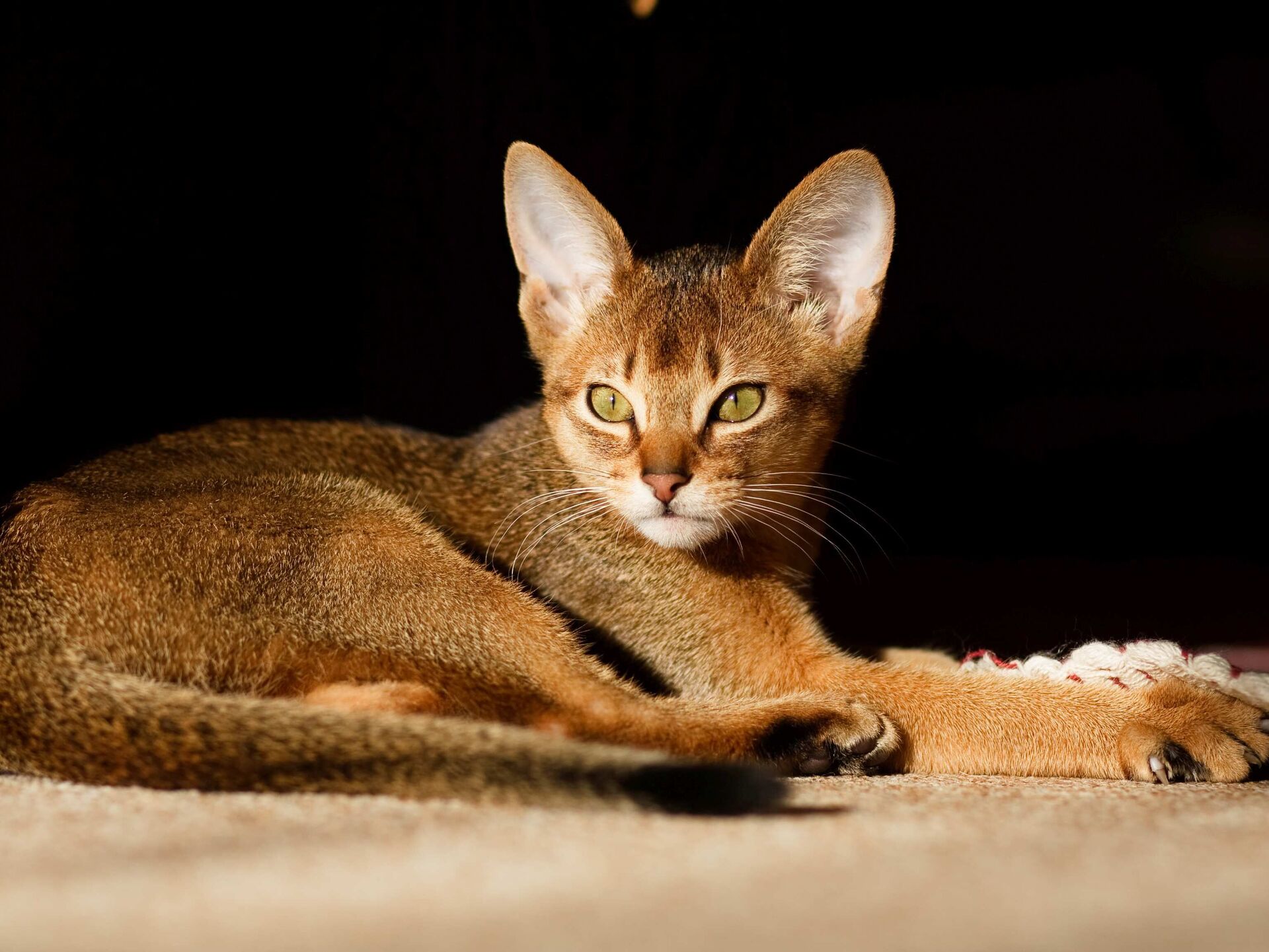 Abessinierkatzen – elegante Wirbelwinde