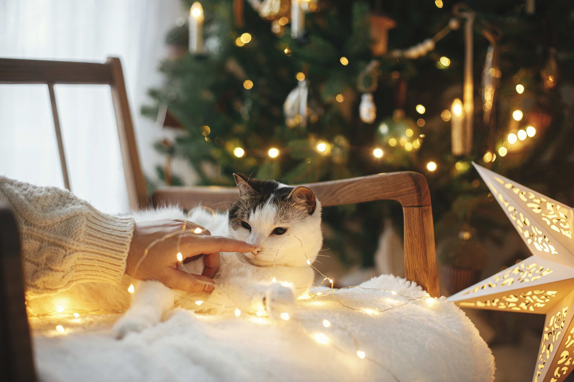 Eine Katze liegt entspannt auf einem Stuhl neben dem Weihnachtsbaum.